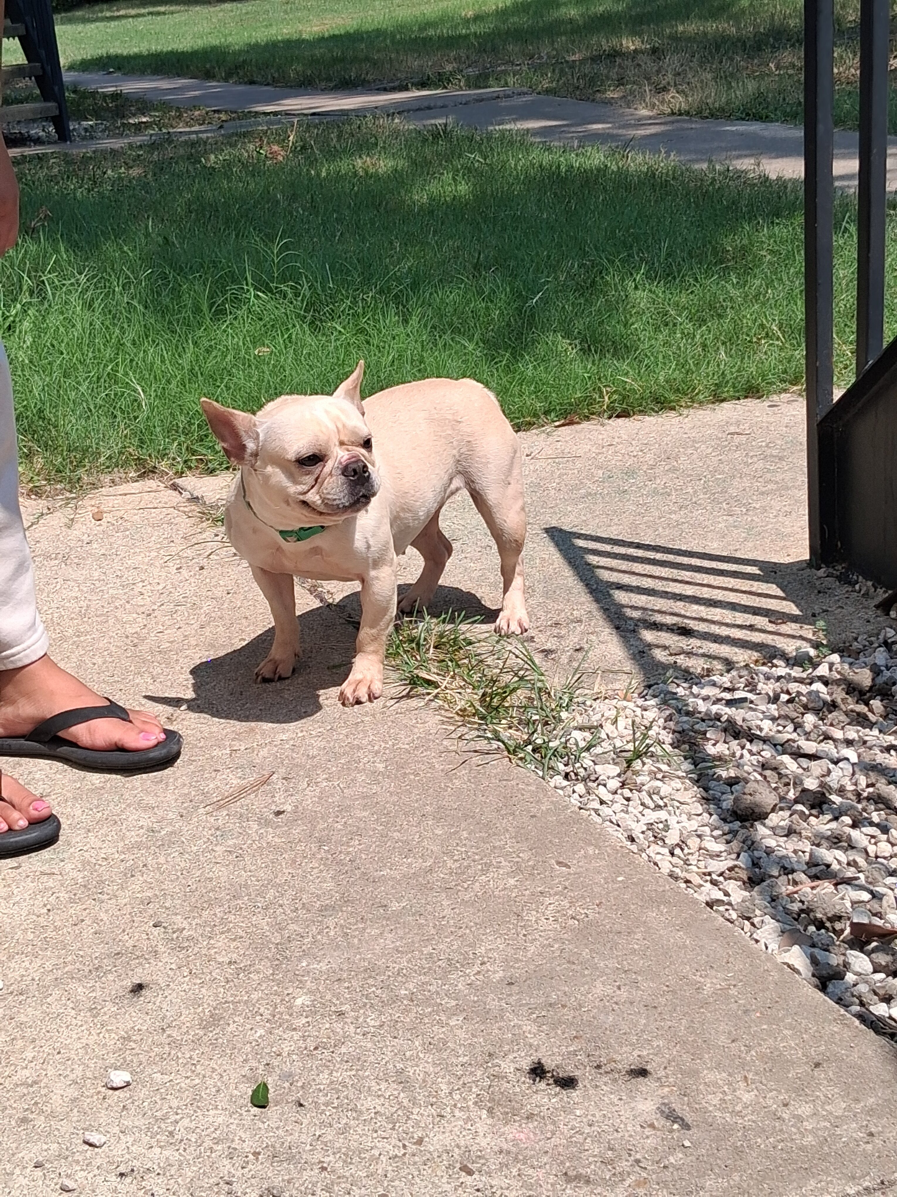 Frenchie image 3