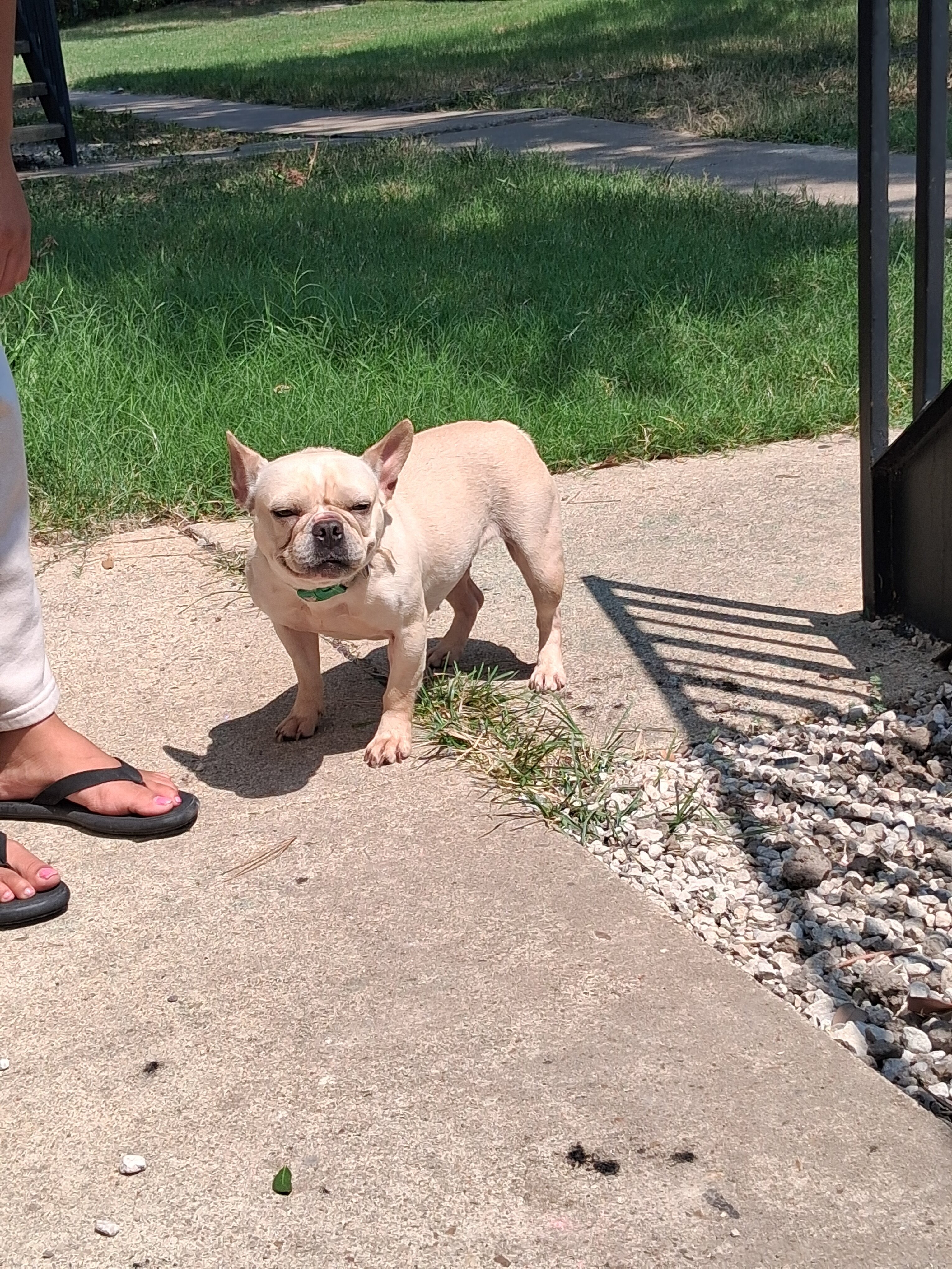 Frenchie image 2
