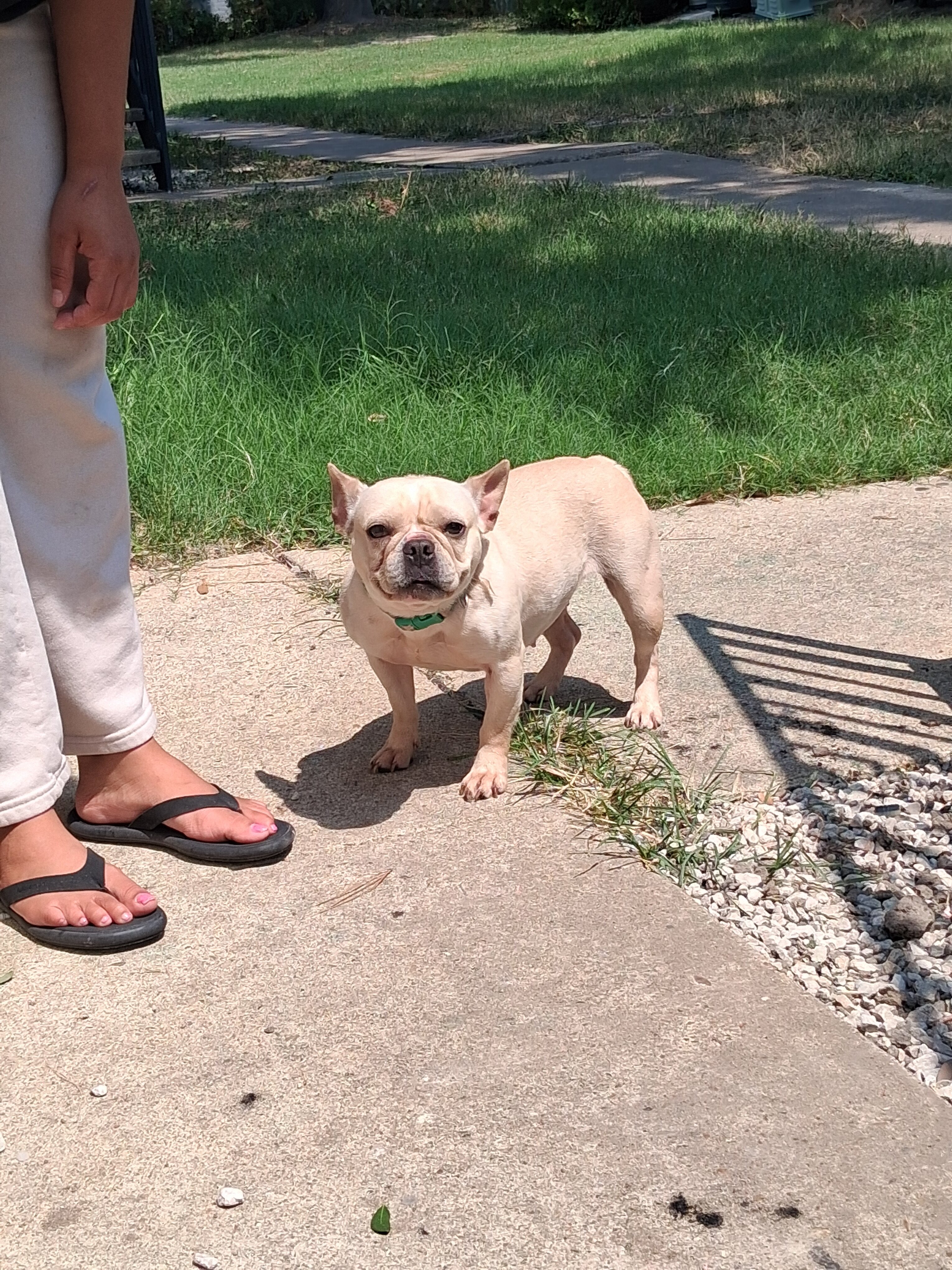 Frenchie image 1