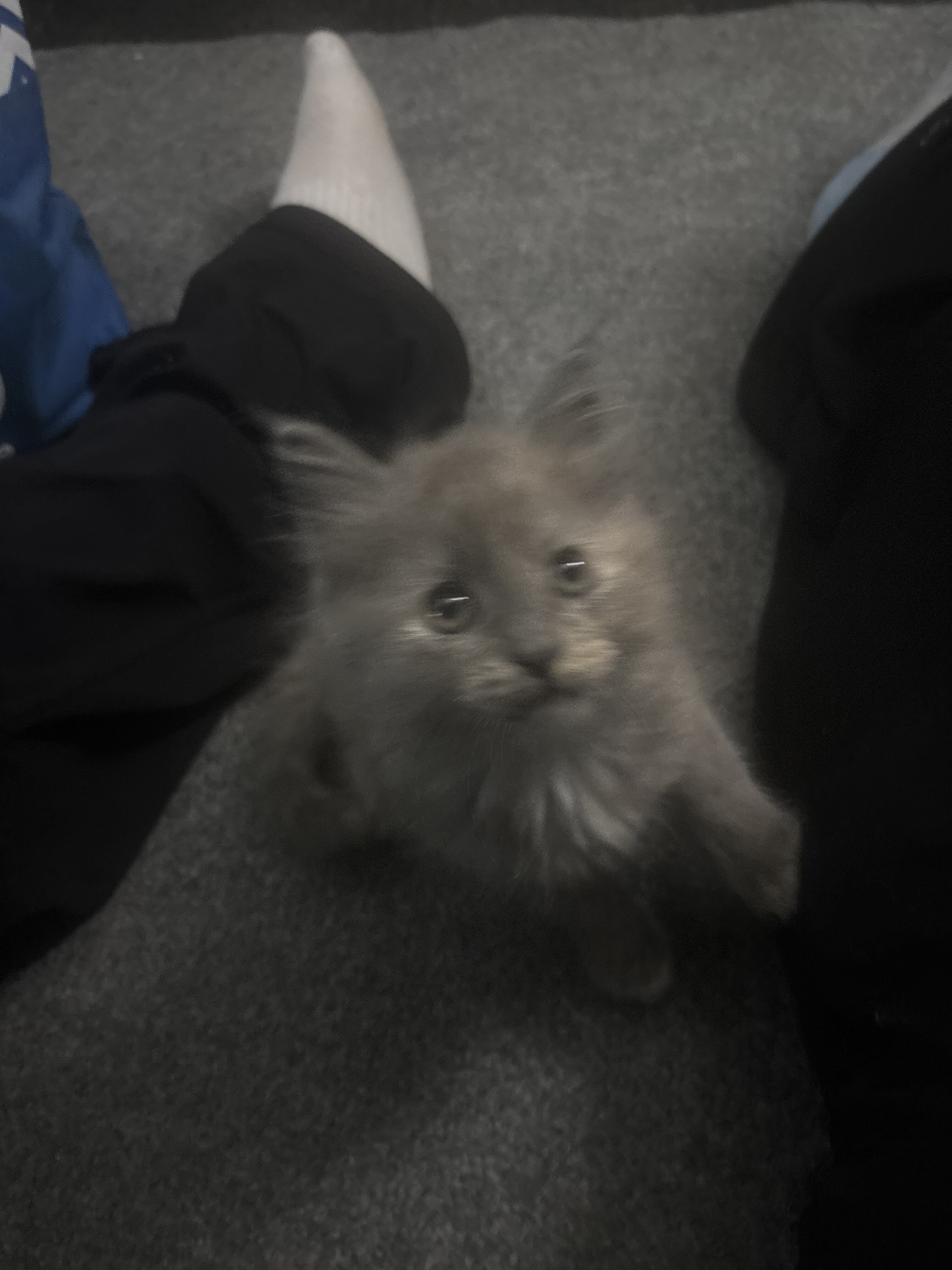 Fluffy Grey and Cream Kittens image 1