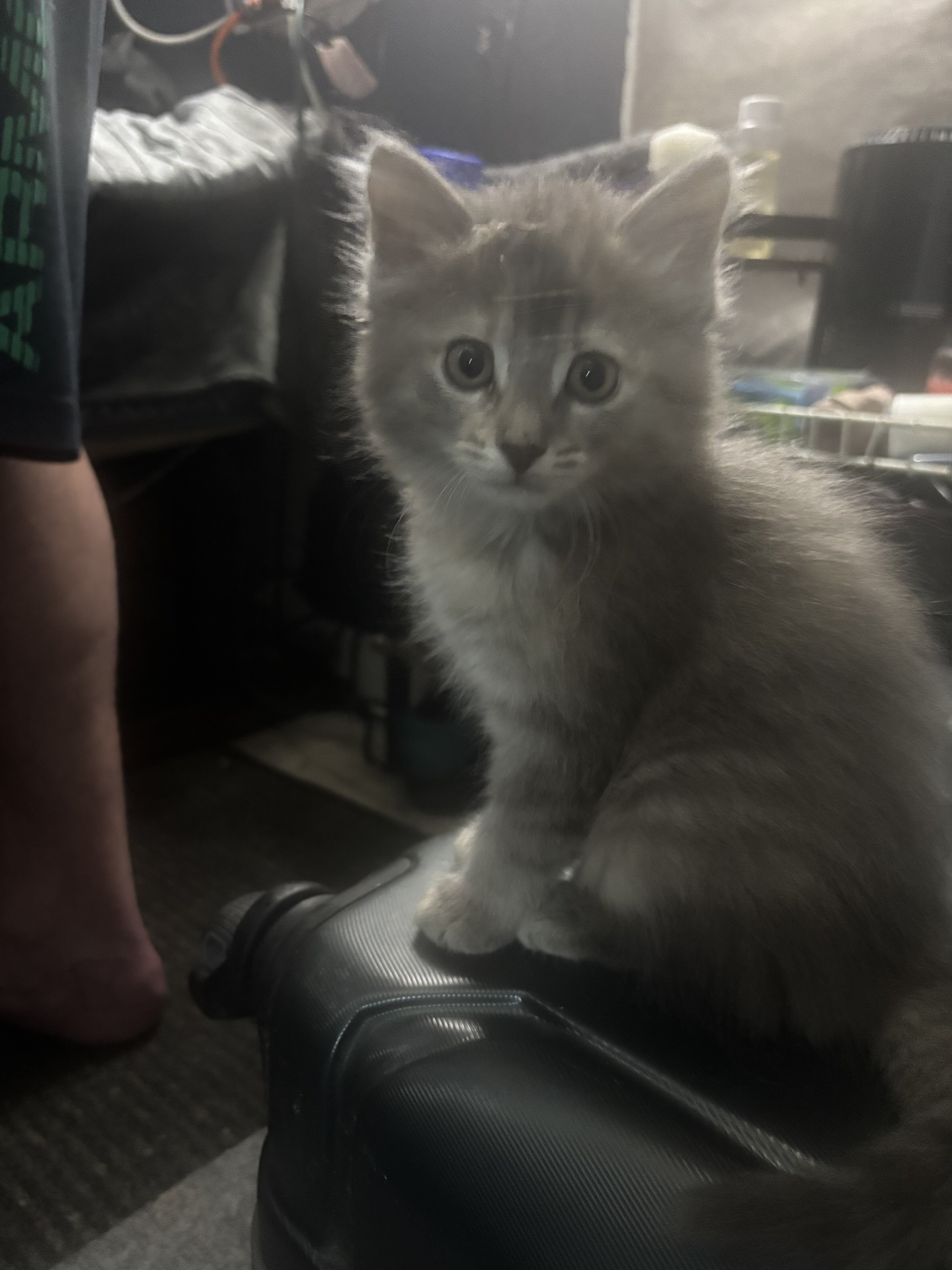 Fluffy Grey and Cream Kittens image 2