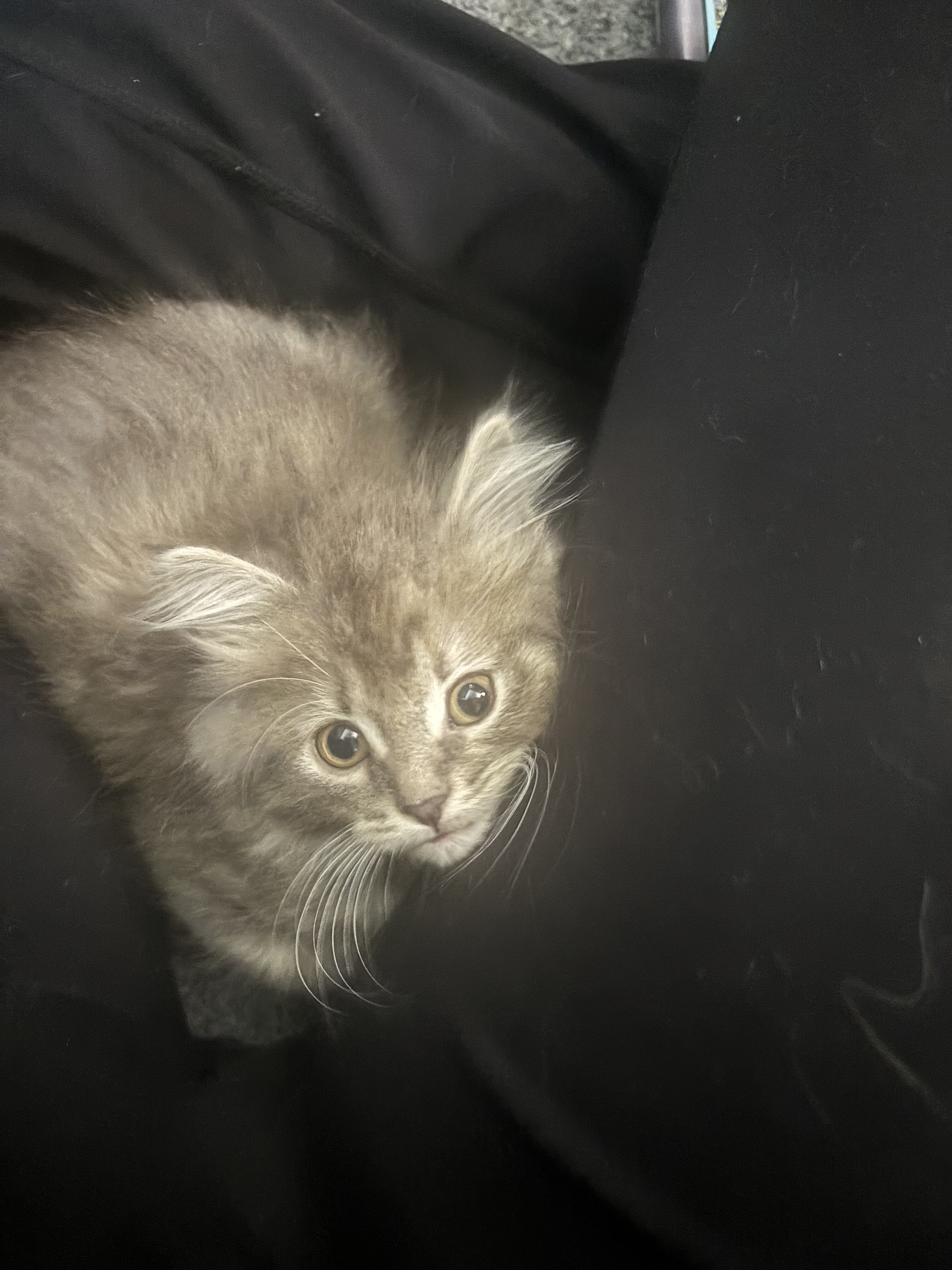 Fluffy Grey and Cream Kittens image 3