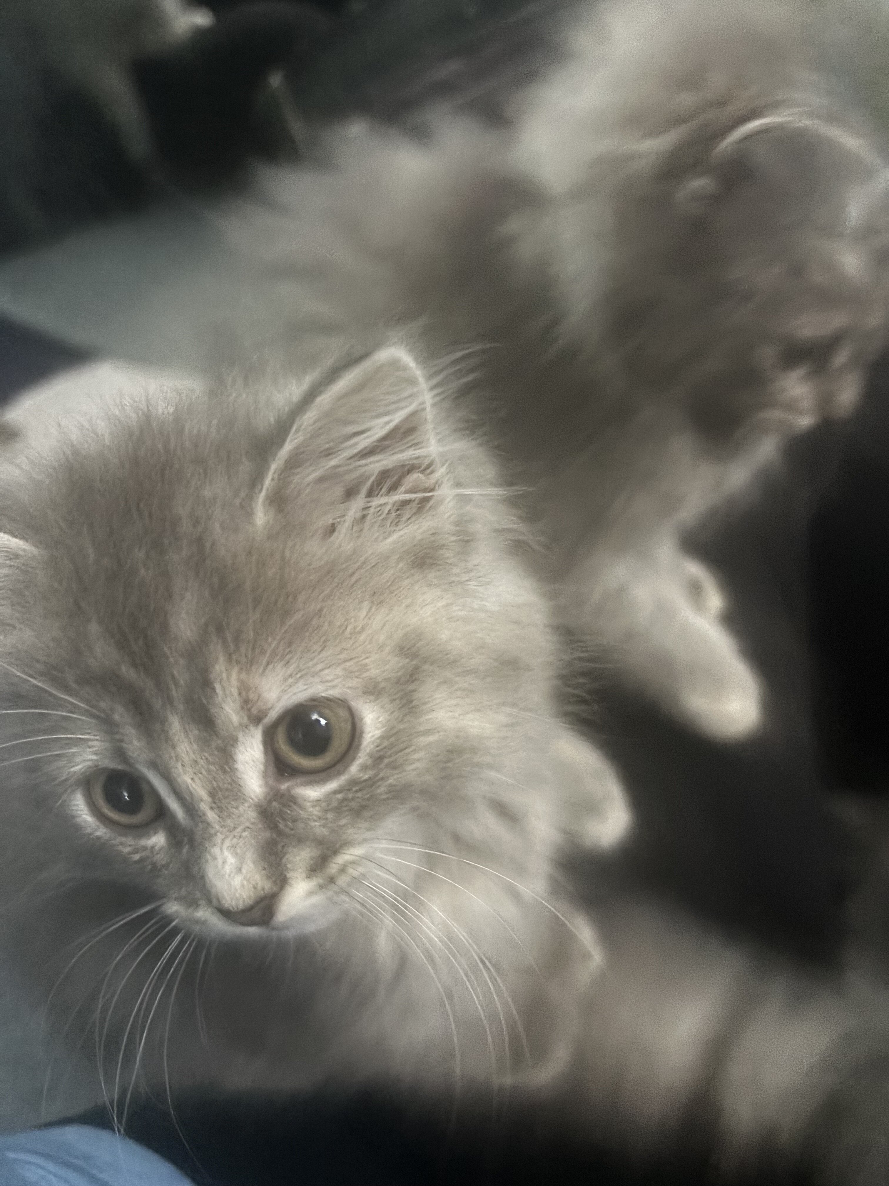 Fluffy Grey and Cream Kittens image 4