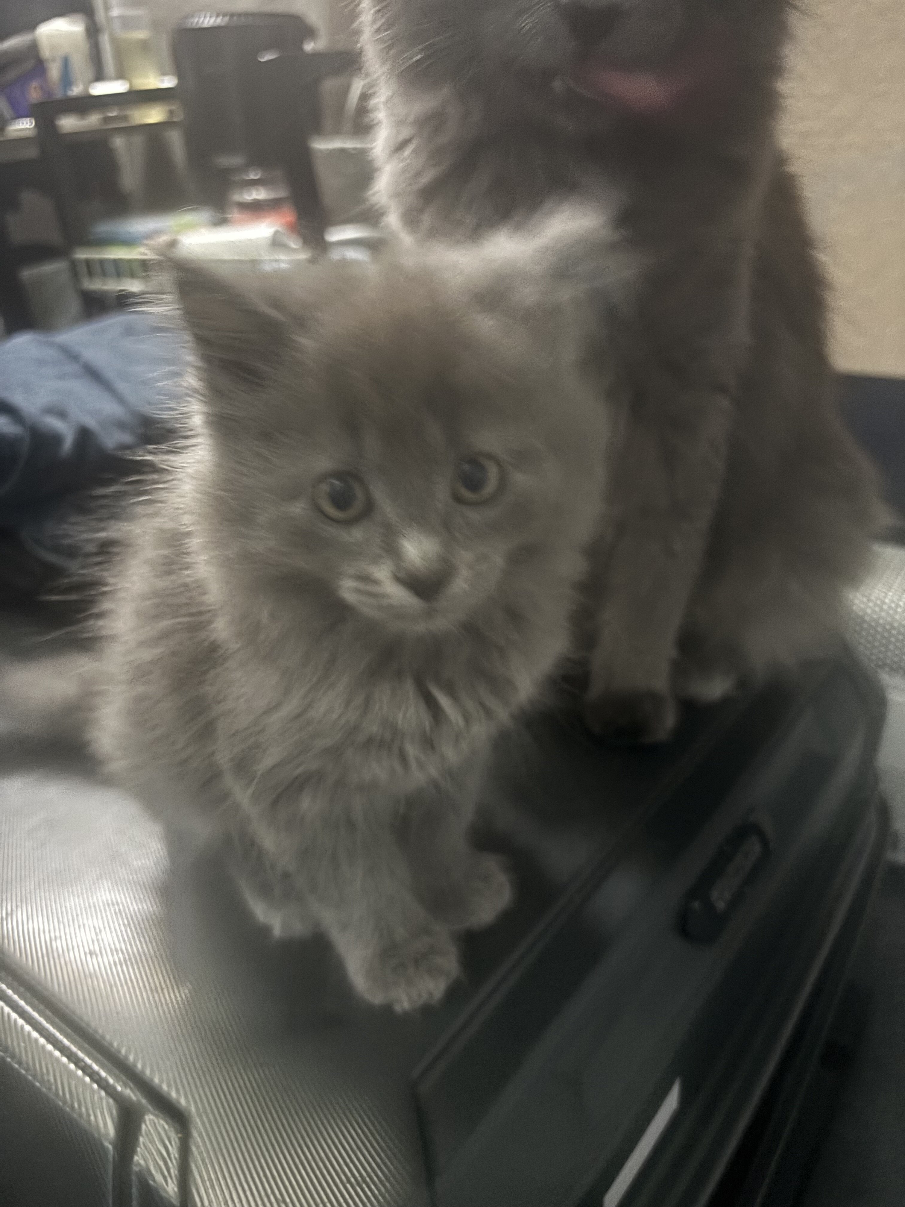 Fluffy Grey and Cream Kittens image 5