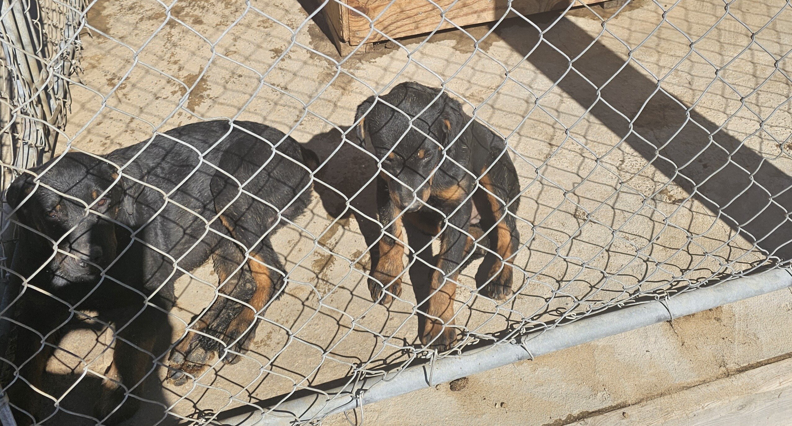 puppies image 1