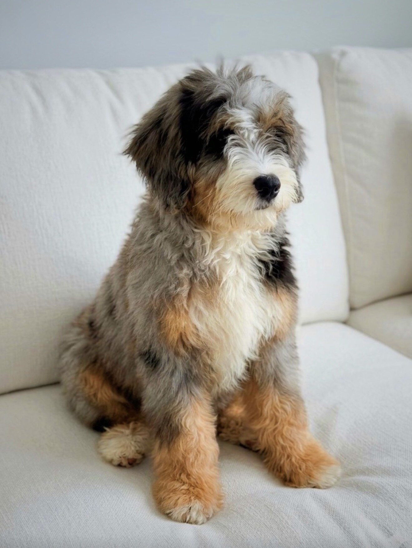Mini Male Merle Bernedoodle image 3