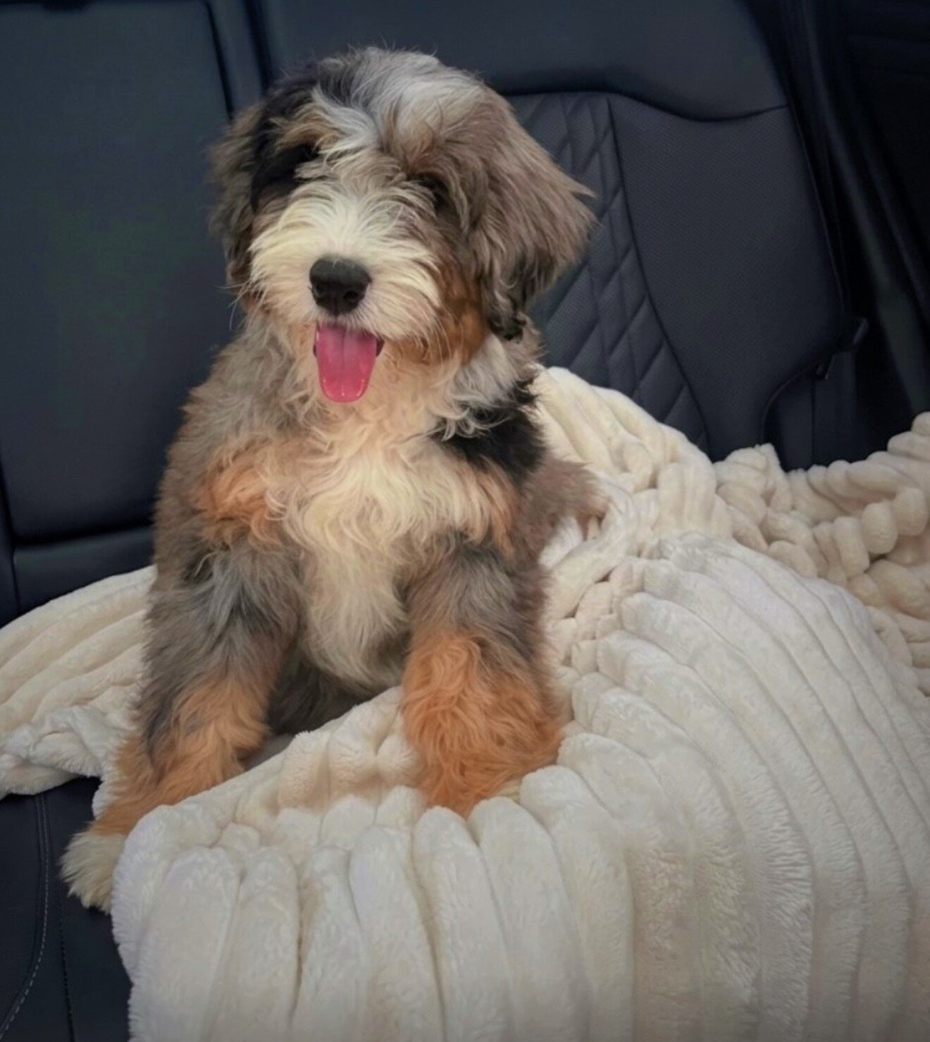 Mini Male Merle Bernedoodle image 1