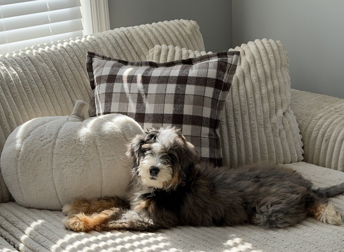 Mini Male Merle Bernedoodle image 2