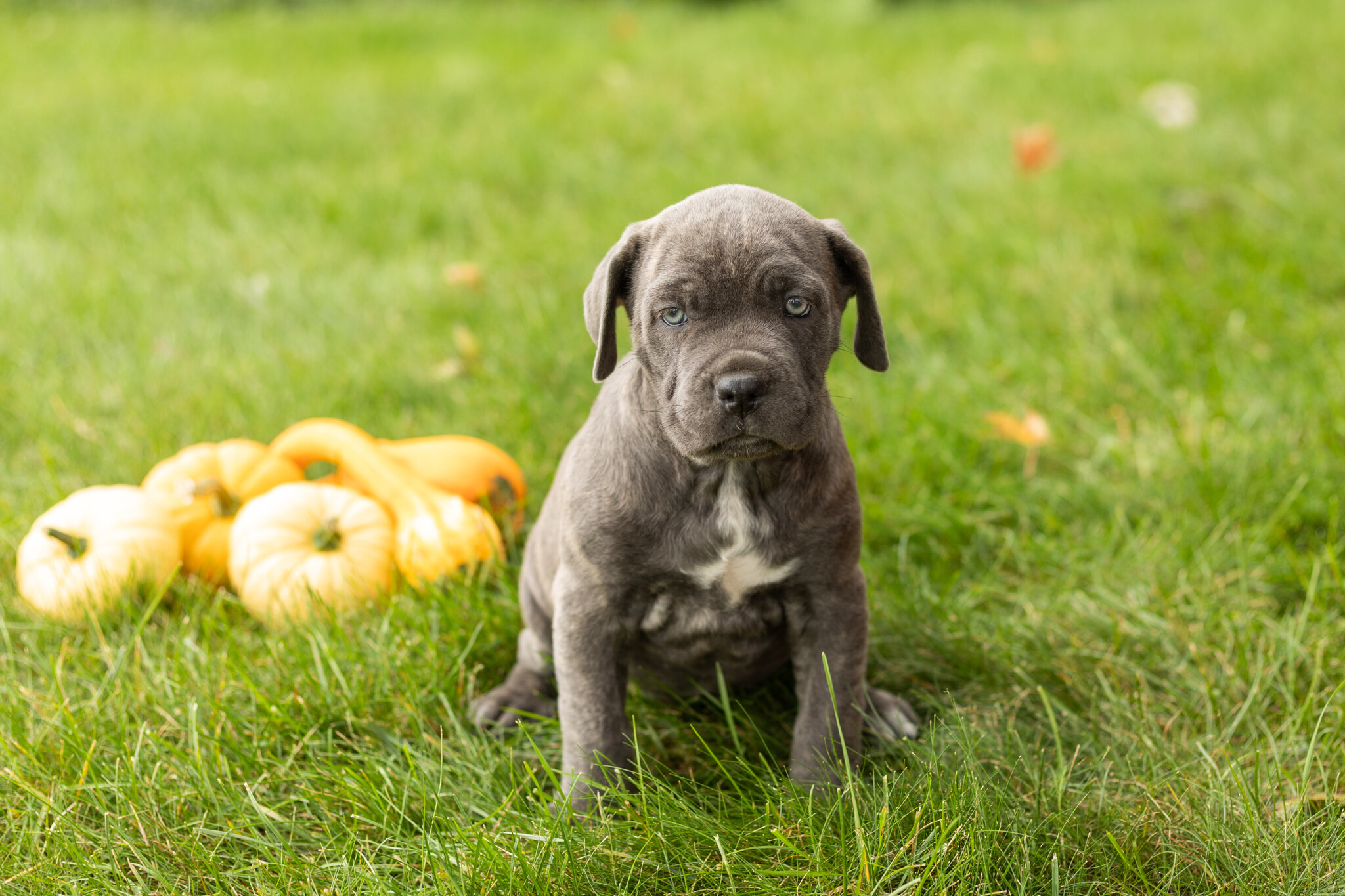 AKC Cane Corso female pup in Indiana (Bonnie) image 2