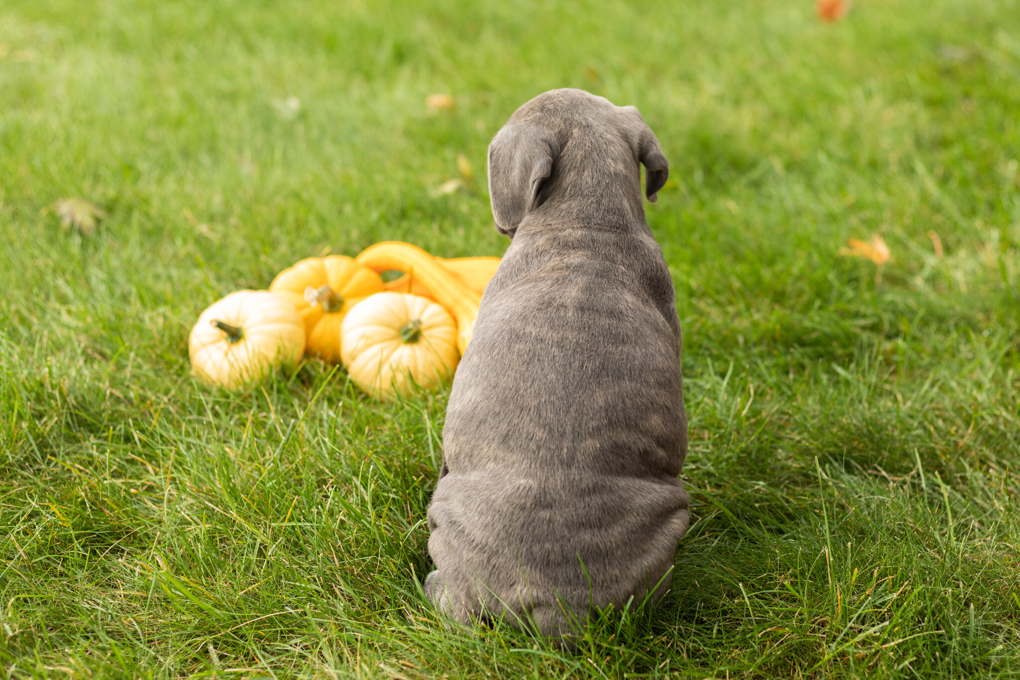 AKC Cane Corso female pup in Indiana (Bonnie) image 3