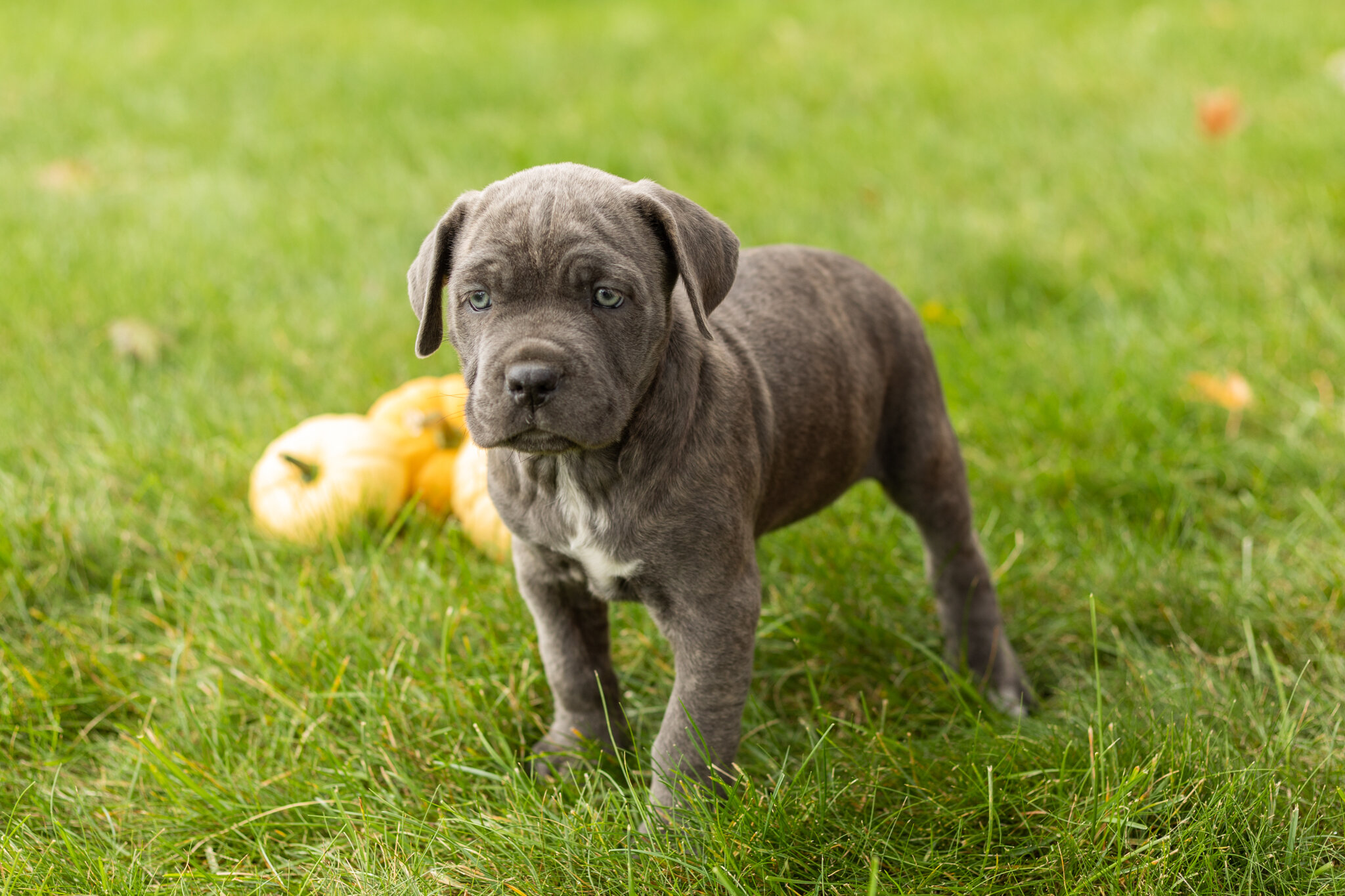 AKC Cane Corso female pup in Indiana (Bonnie) image 1