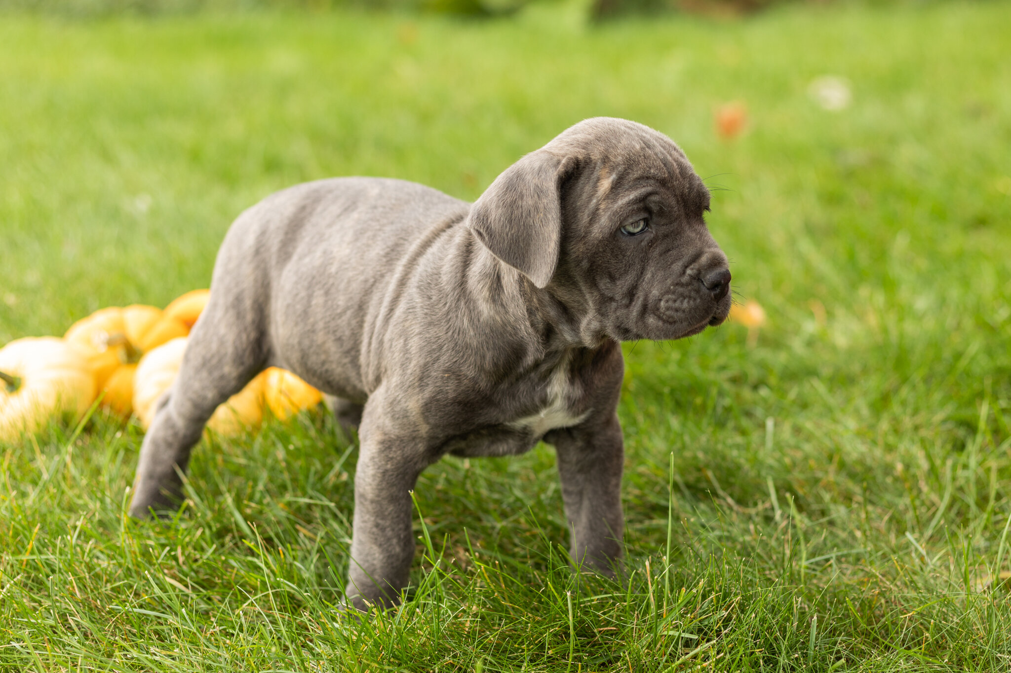 AKC Cane Corso female pup in Indiana (Bonnie) image 4