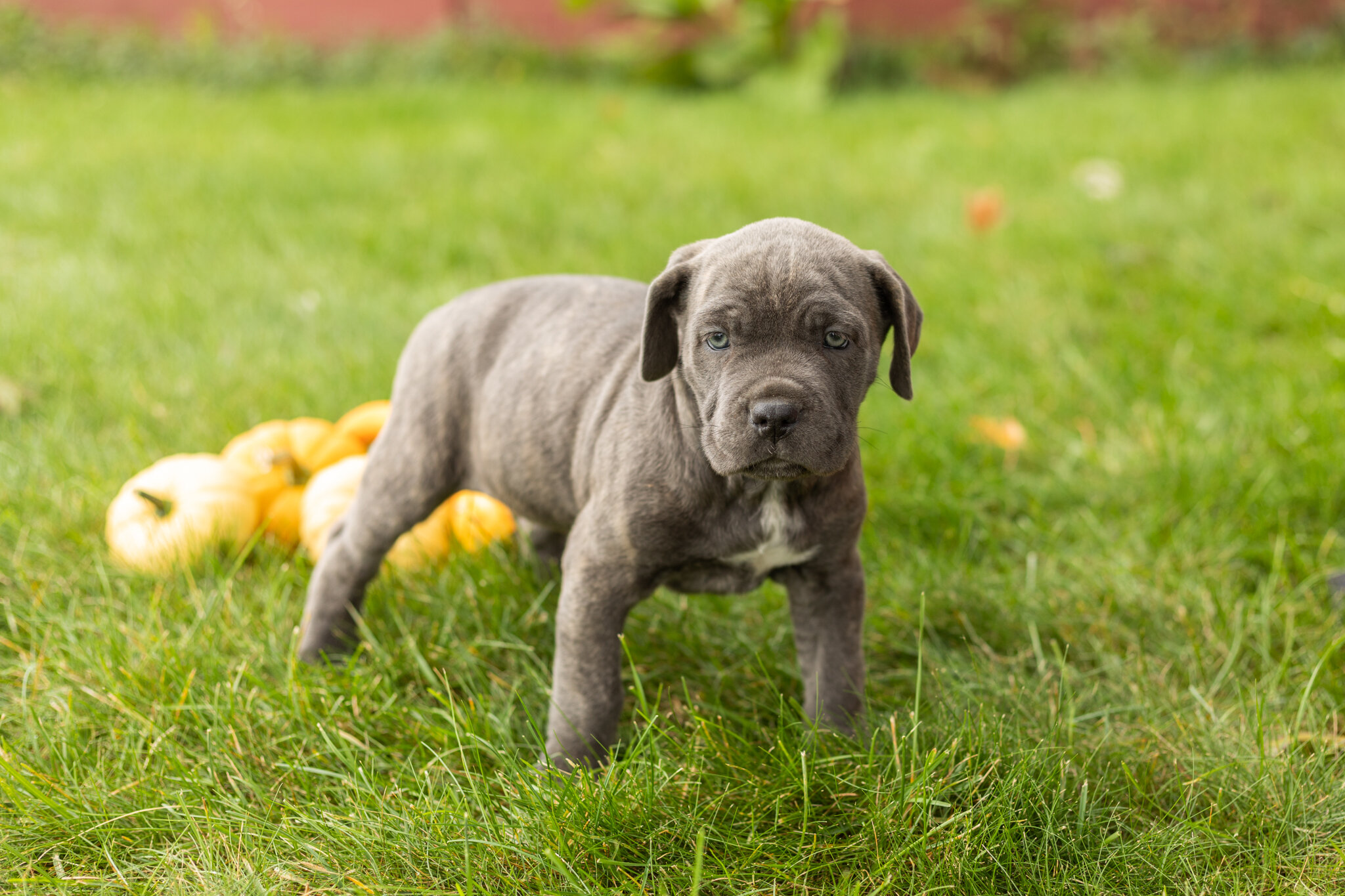 AKC Cane Corso female pup in Indiana (Bonnie) image 5
