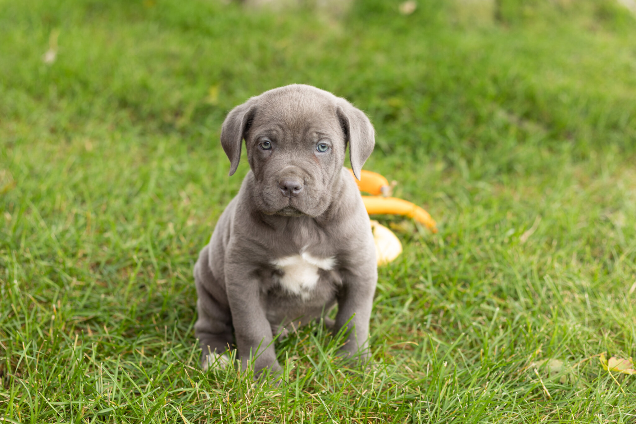AKC Cane corso male pup in Indiana (Blue) image 1