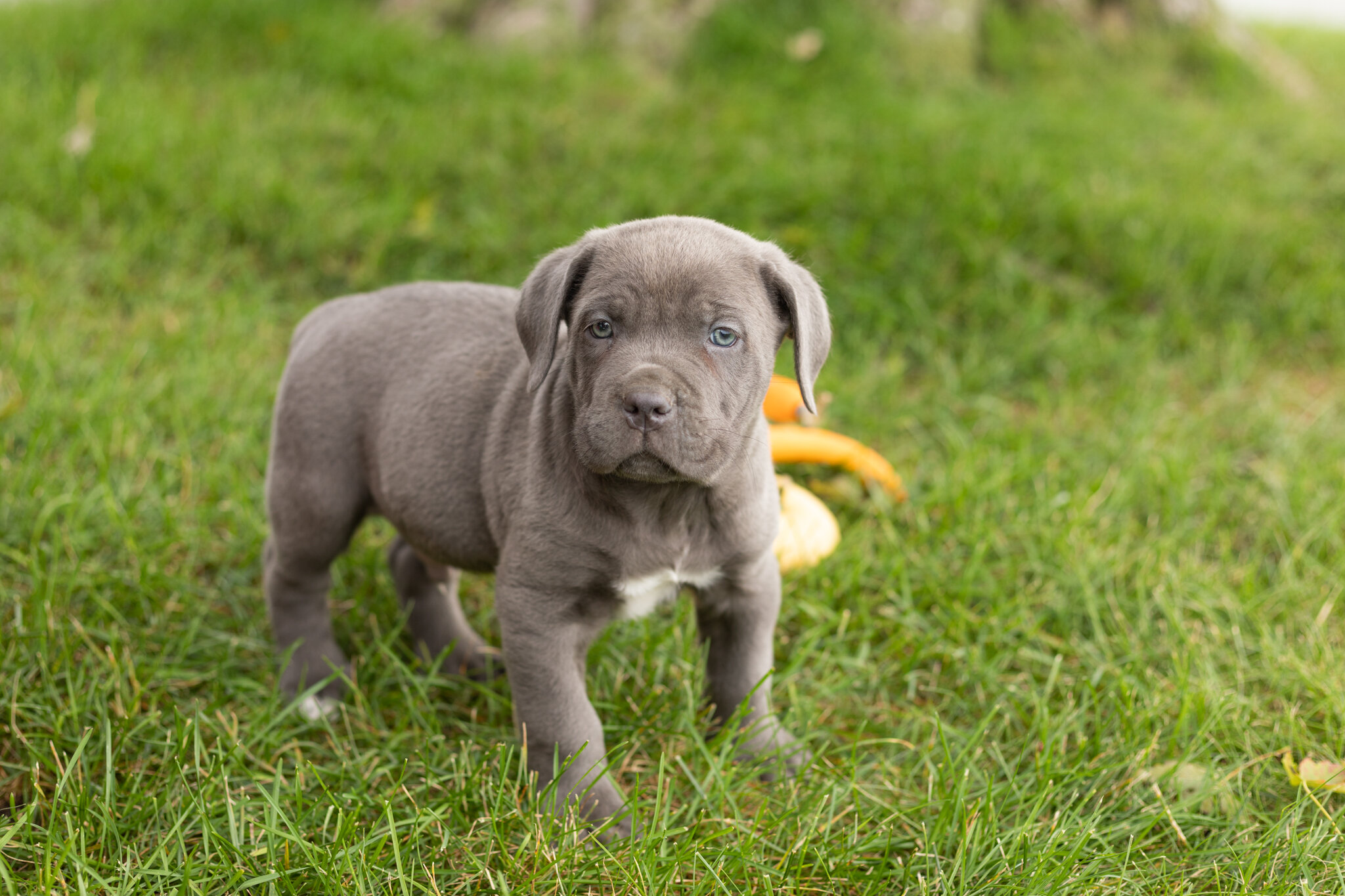 AKC Cane corso male pup in Indiana (Blue) image 2