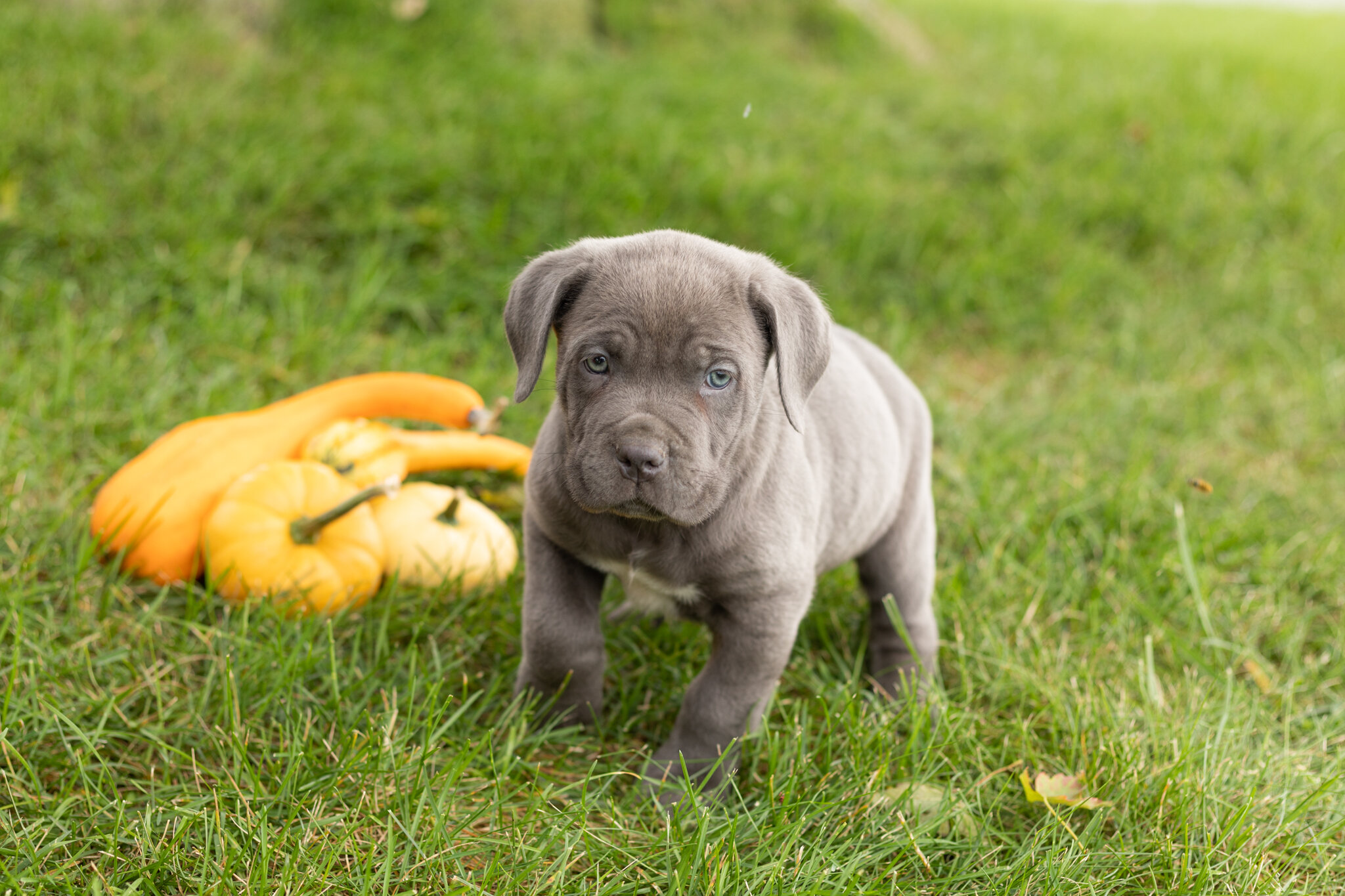 AKC Cane corso male pup in Indiana (Blue) image 3