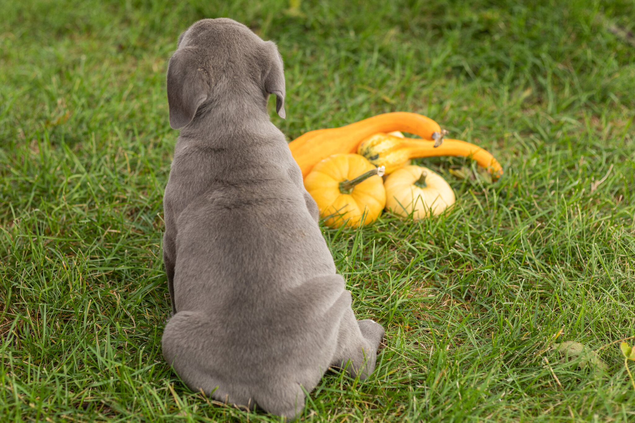 AKC Cane corso male pup in Indiana (Blue) image 4