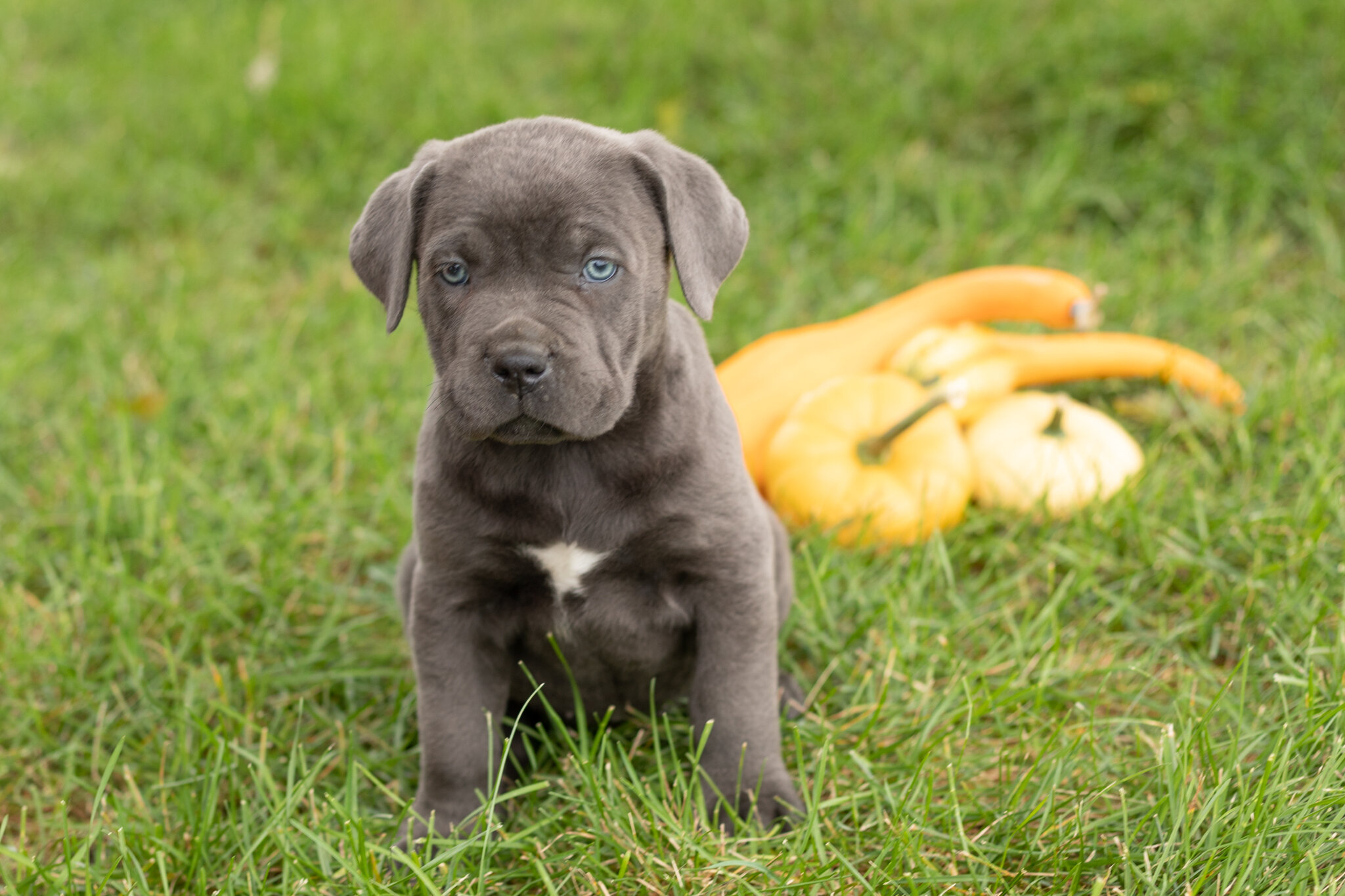 AKC Cane Corso female pup in Indiana (Mollie) image 1