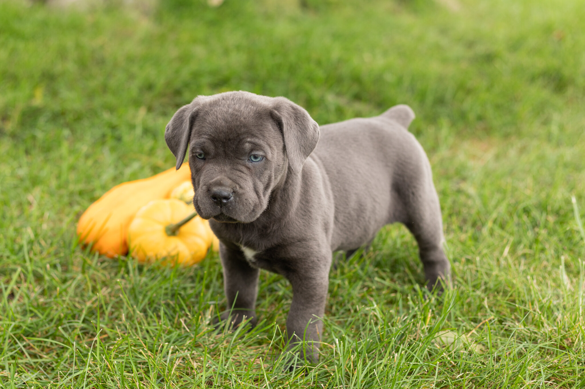 AKC Cane Corso female pup in Indiana (Mollie) image 2
