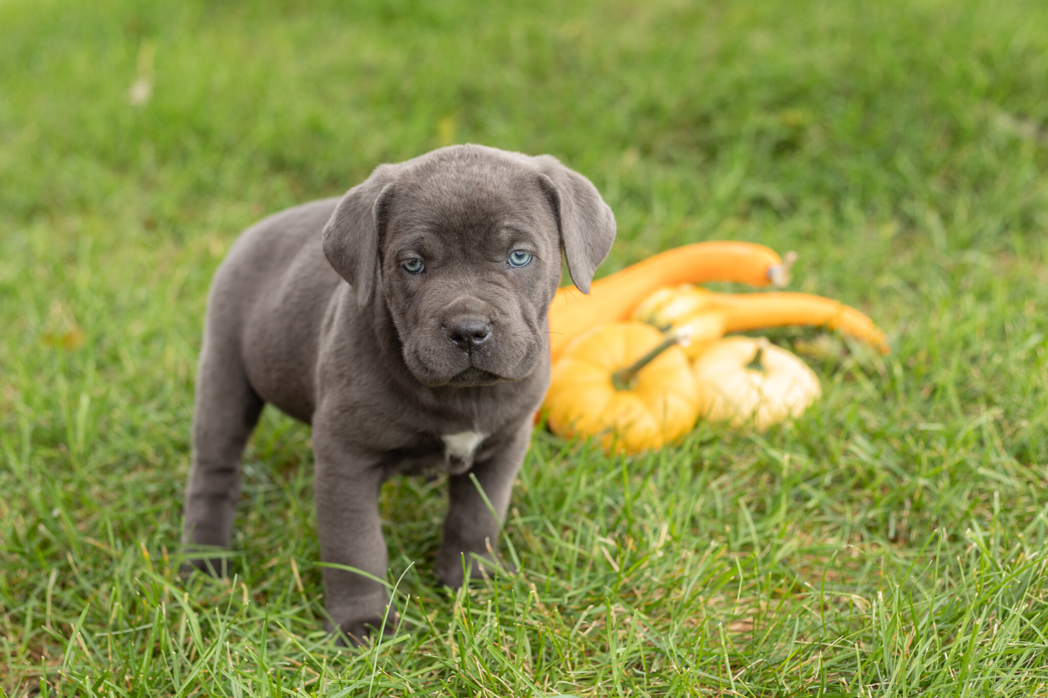 AKC Cane Corso female pup in Indiana (Mollie) image 3