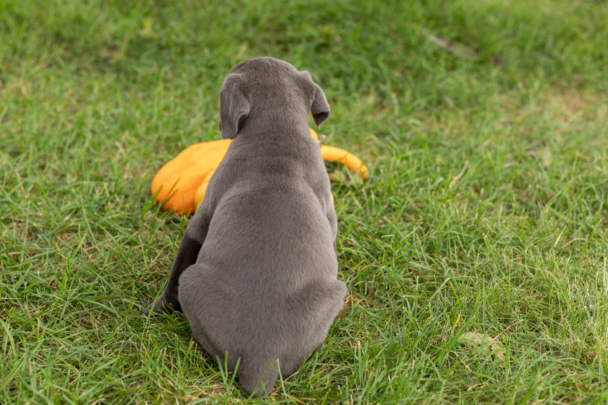AKC Cane Corso female pup in Indiana (Mollie) image 4