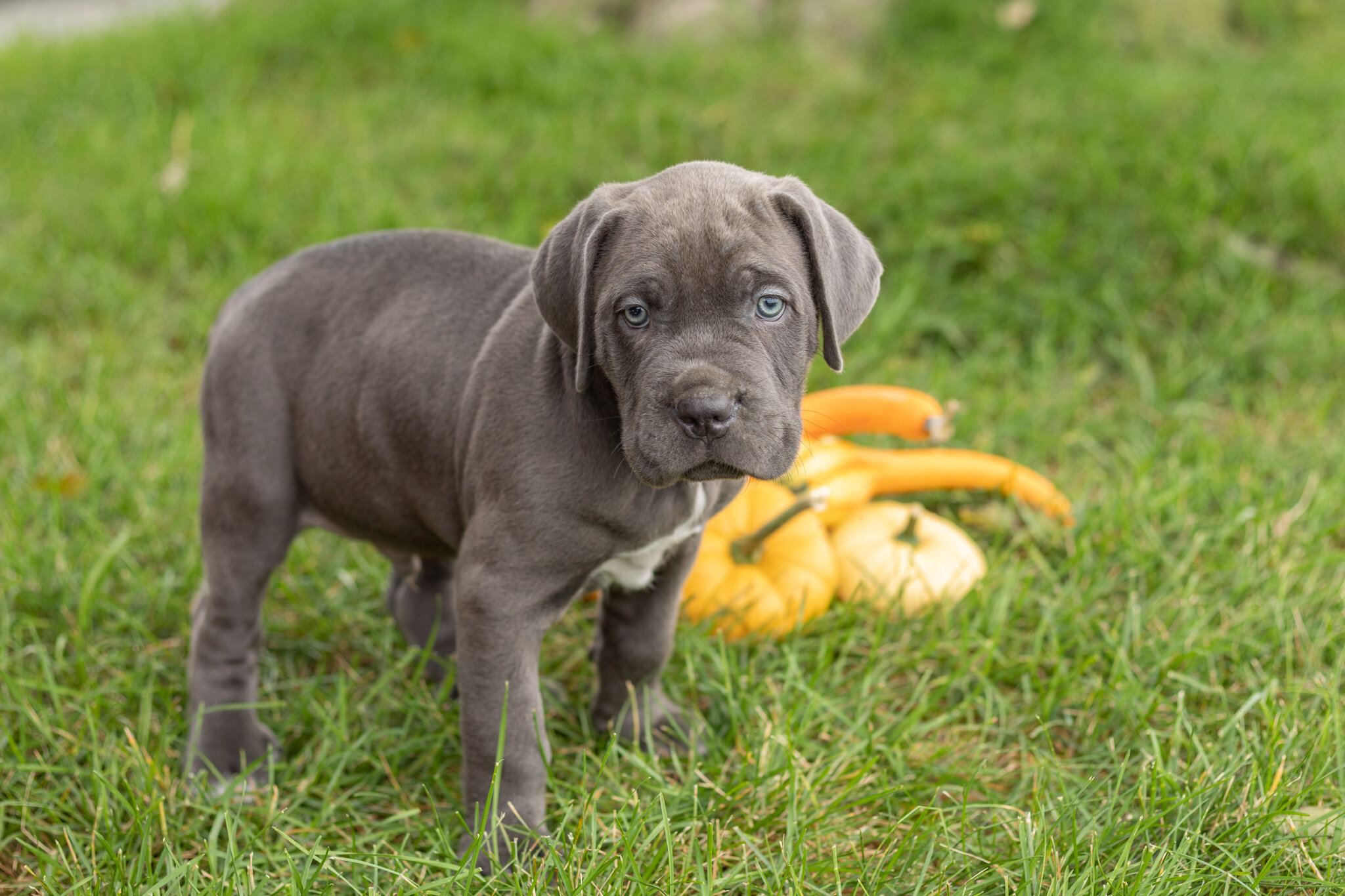 AKC Cane Corso male pup in Indiana (Sarge) image 3
