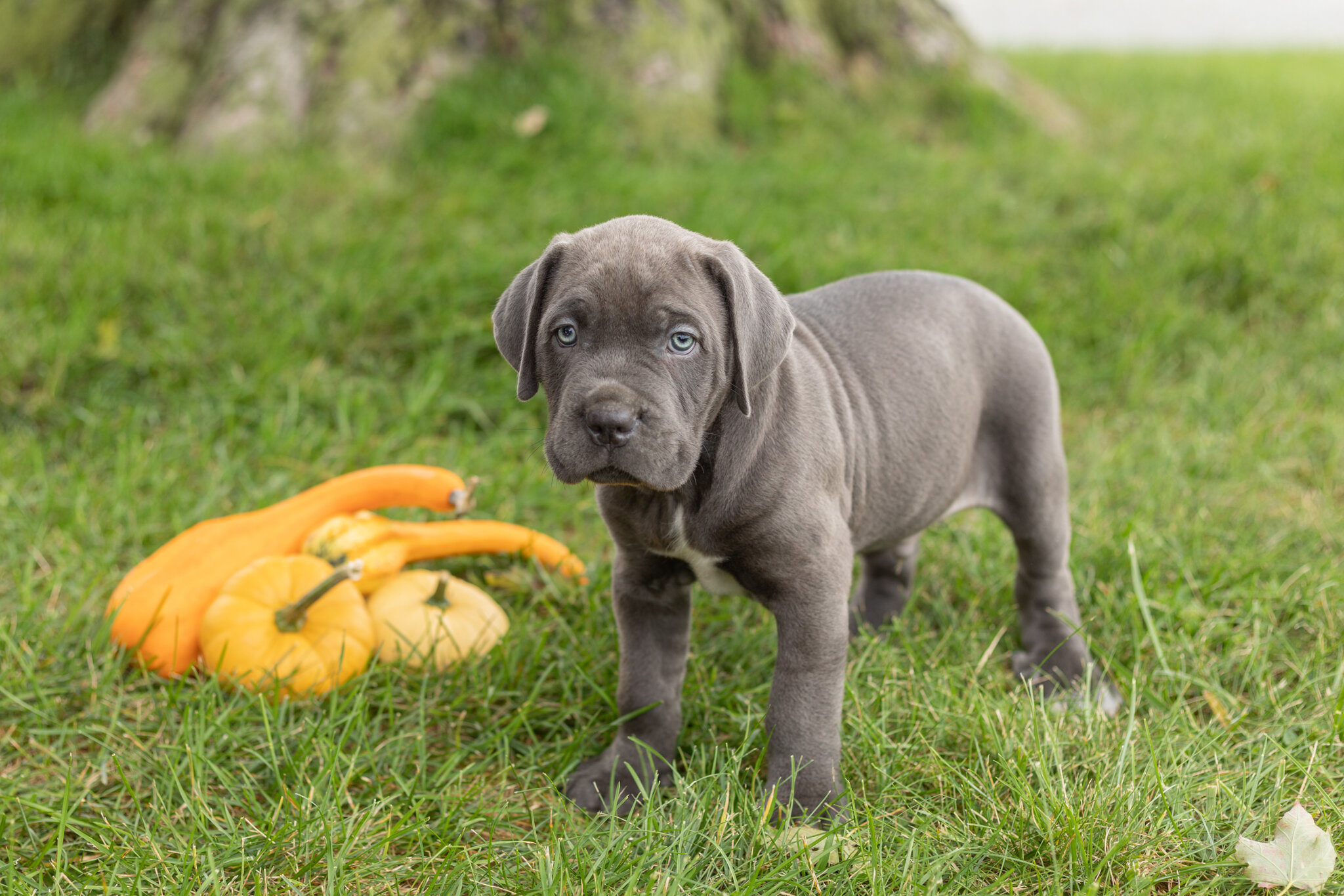 AKC Cane Corso male pup in Indiana (Sarge) image 2
