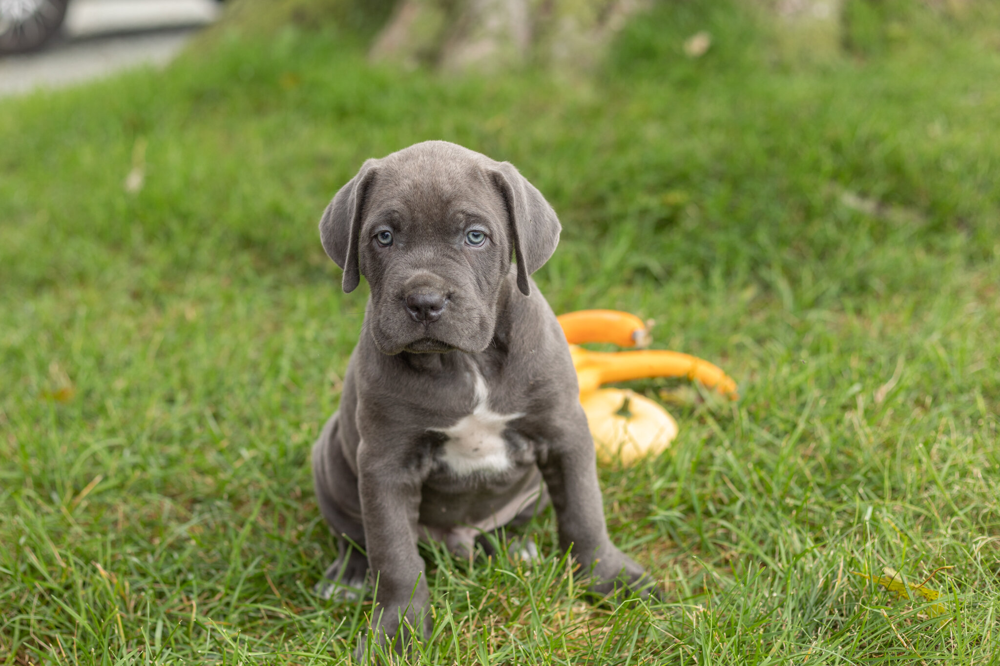 AKC Cane Corso male pup in Indiana (Sarge) image 1