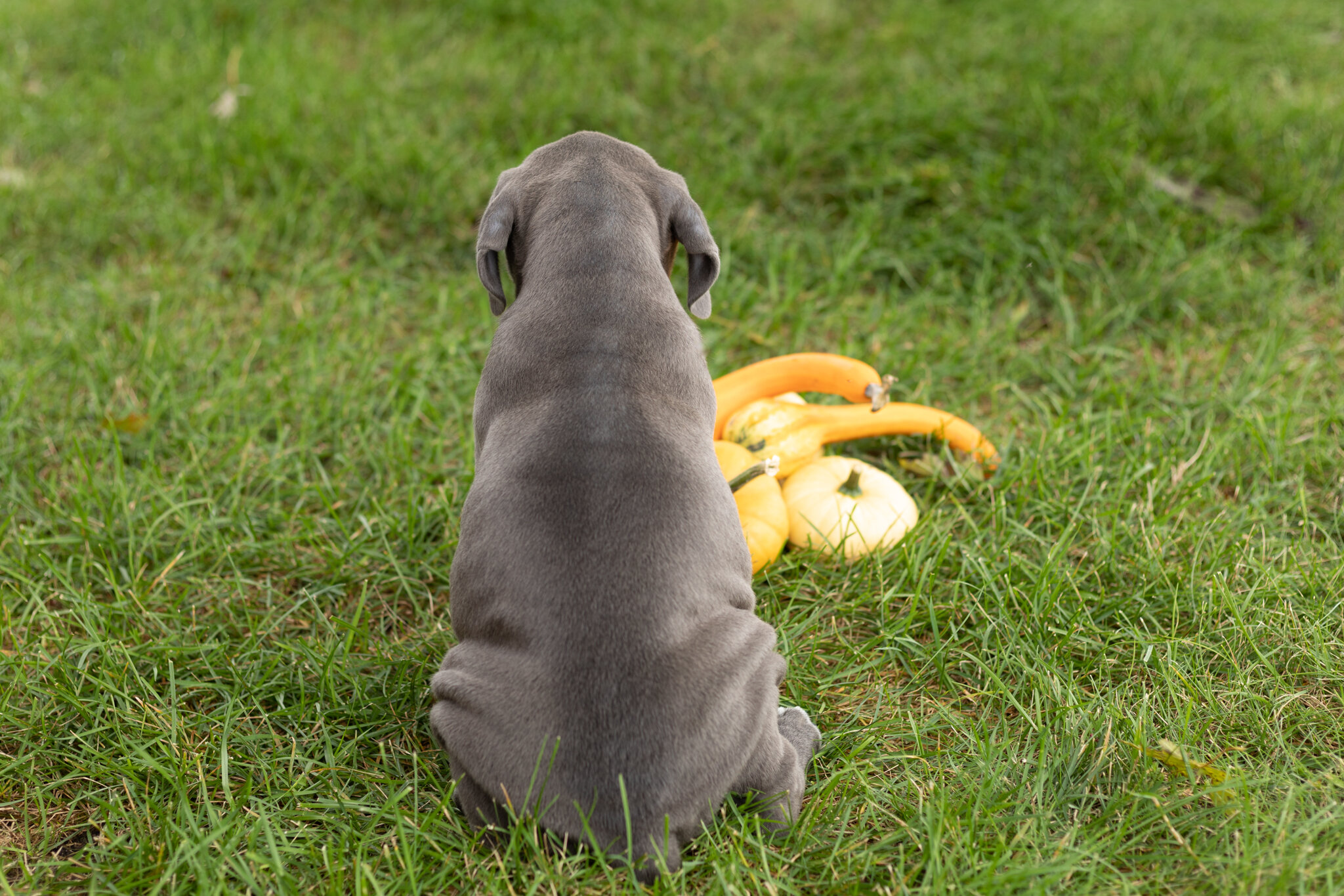 AKC Cane Corso male pup in Indiana (Sarge) image 4