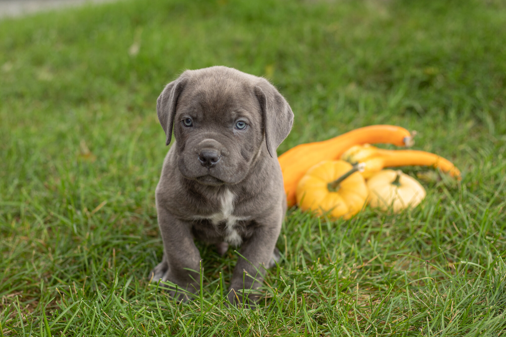 AKC Cane Corso male pup in Indiana (Theo) image 1
