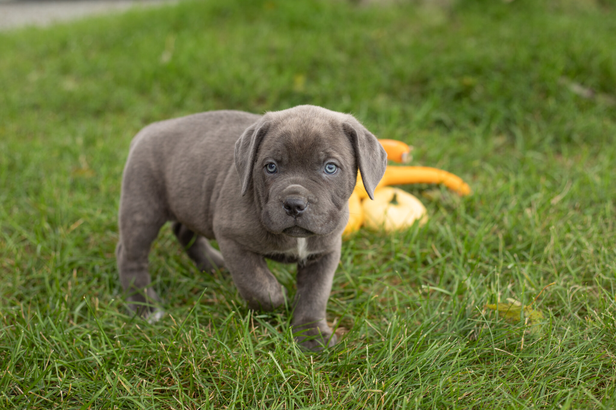 AKC Cane Corso male pup in Indiana (Theo) image 2