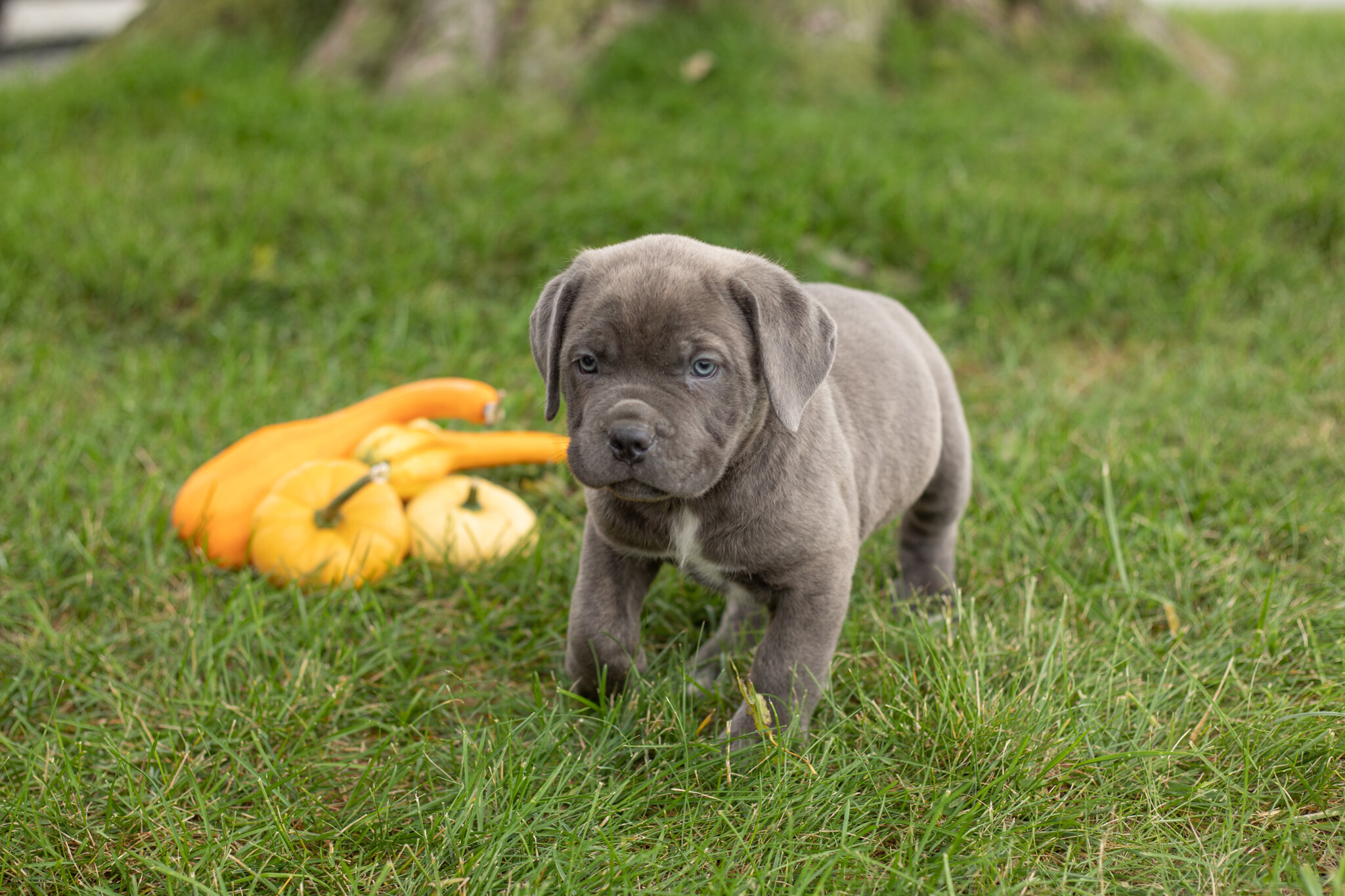 AKC Cane Corso male pup in Indiana (Theo) image 3