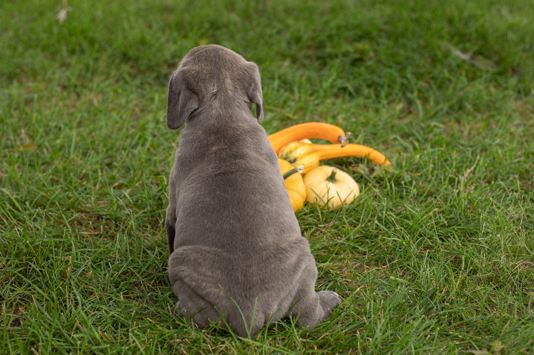 AKC Cane Corso male pup in Indiana (Theo) image 4