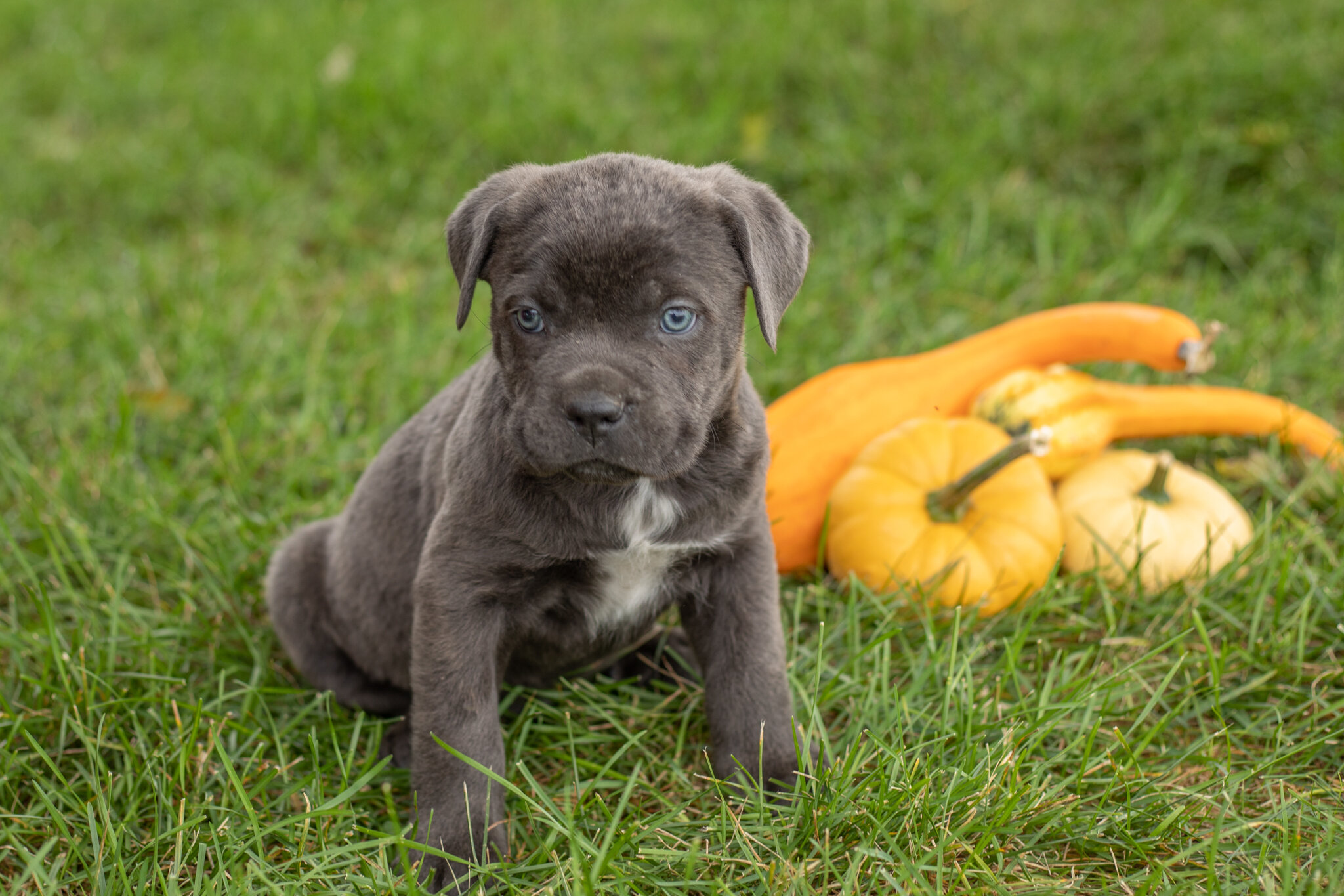 AKC Cane corso male pup in Indiana (Max) image 1