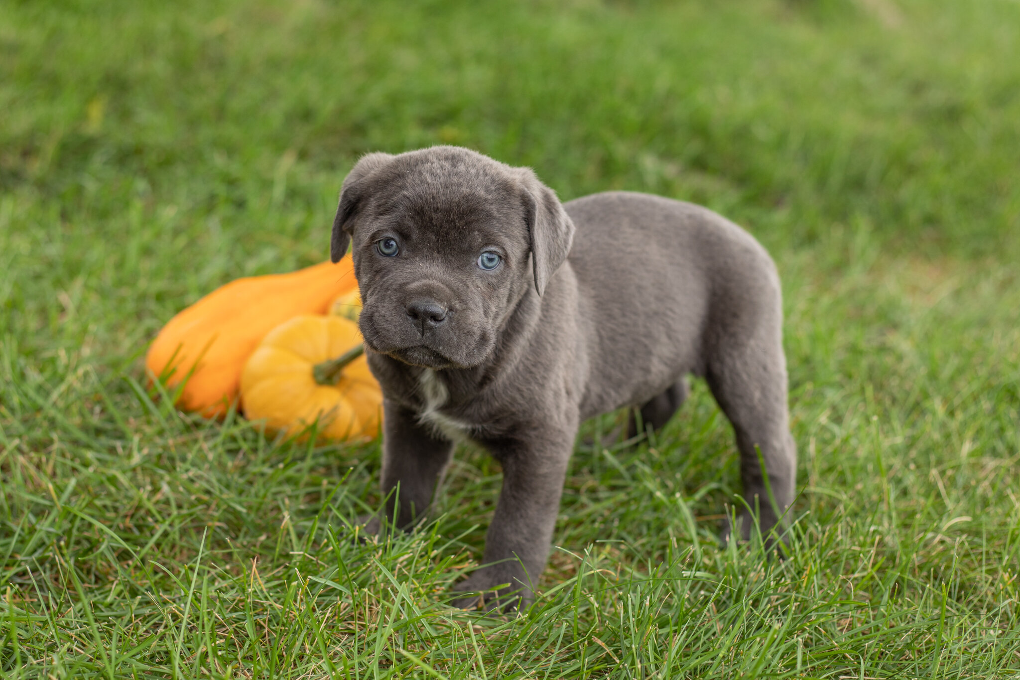 AKC Cane corso male pup in Indiana (Max) image 2
