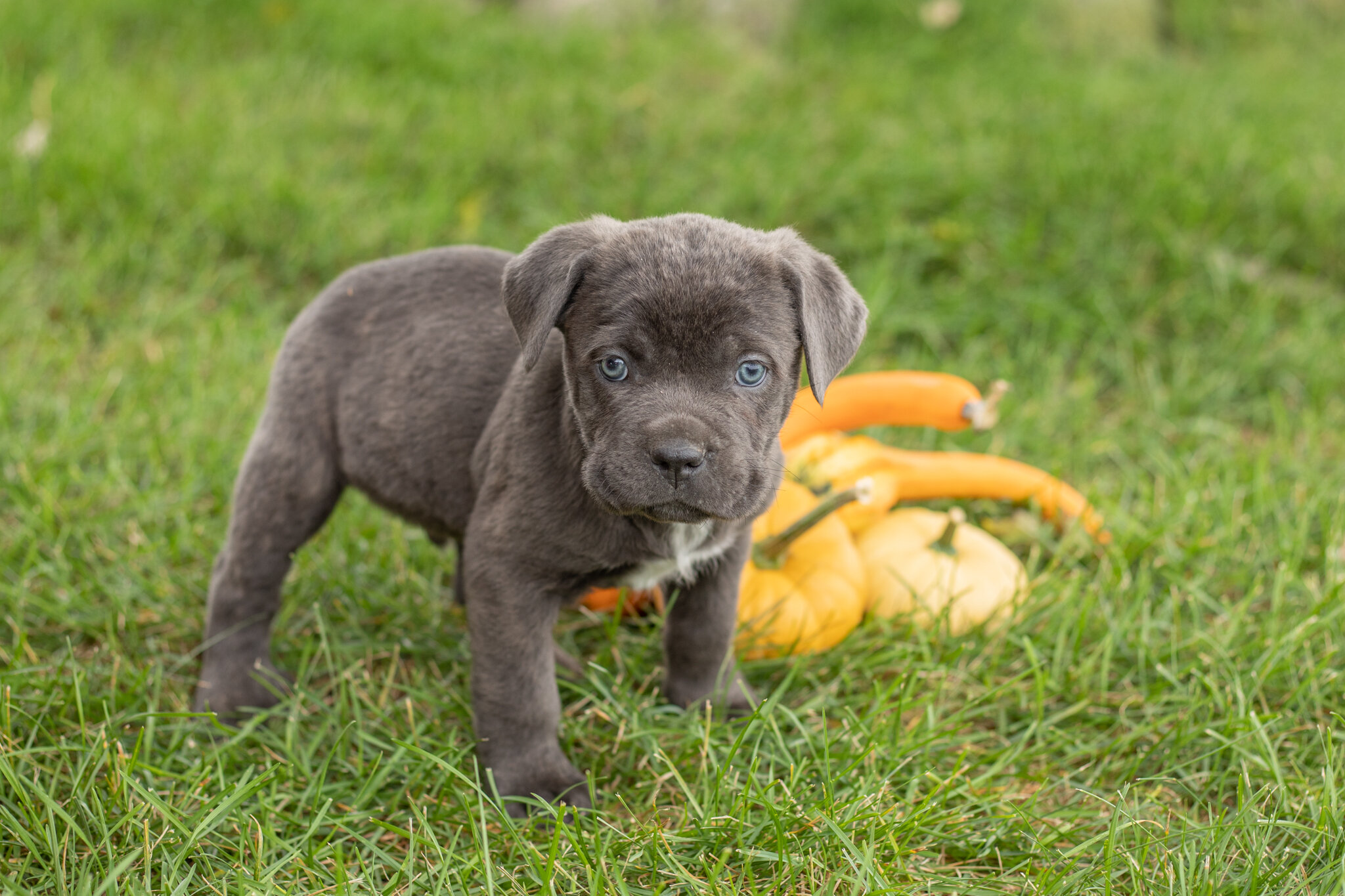 AKC Cane corso male pup in Indiana (Max) image 3