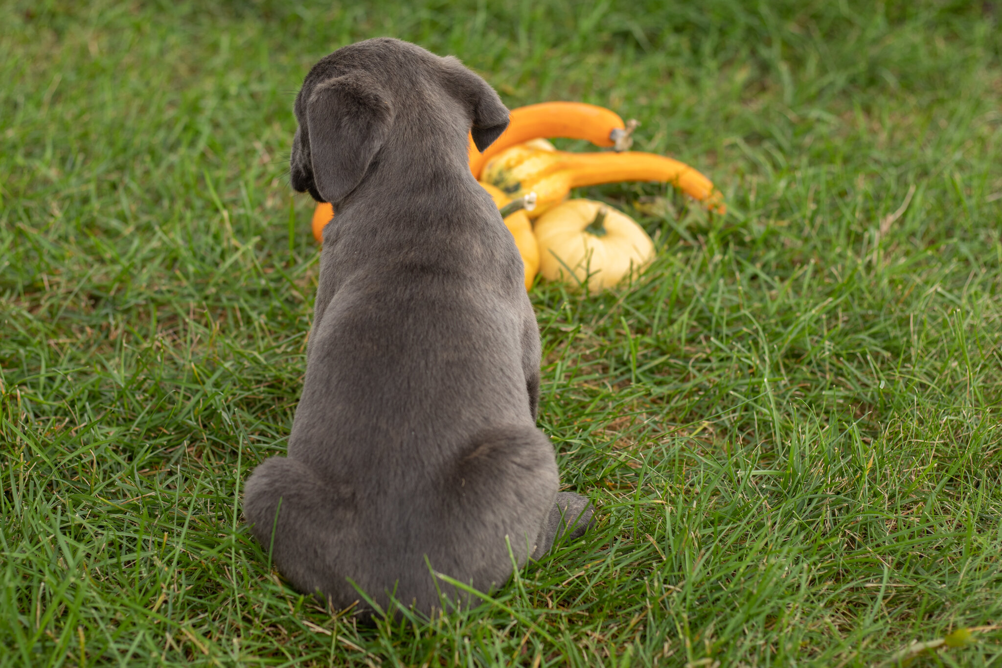 AKC Cane corso male pup in Indiana (Max) image 4