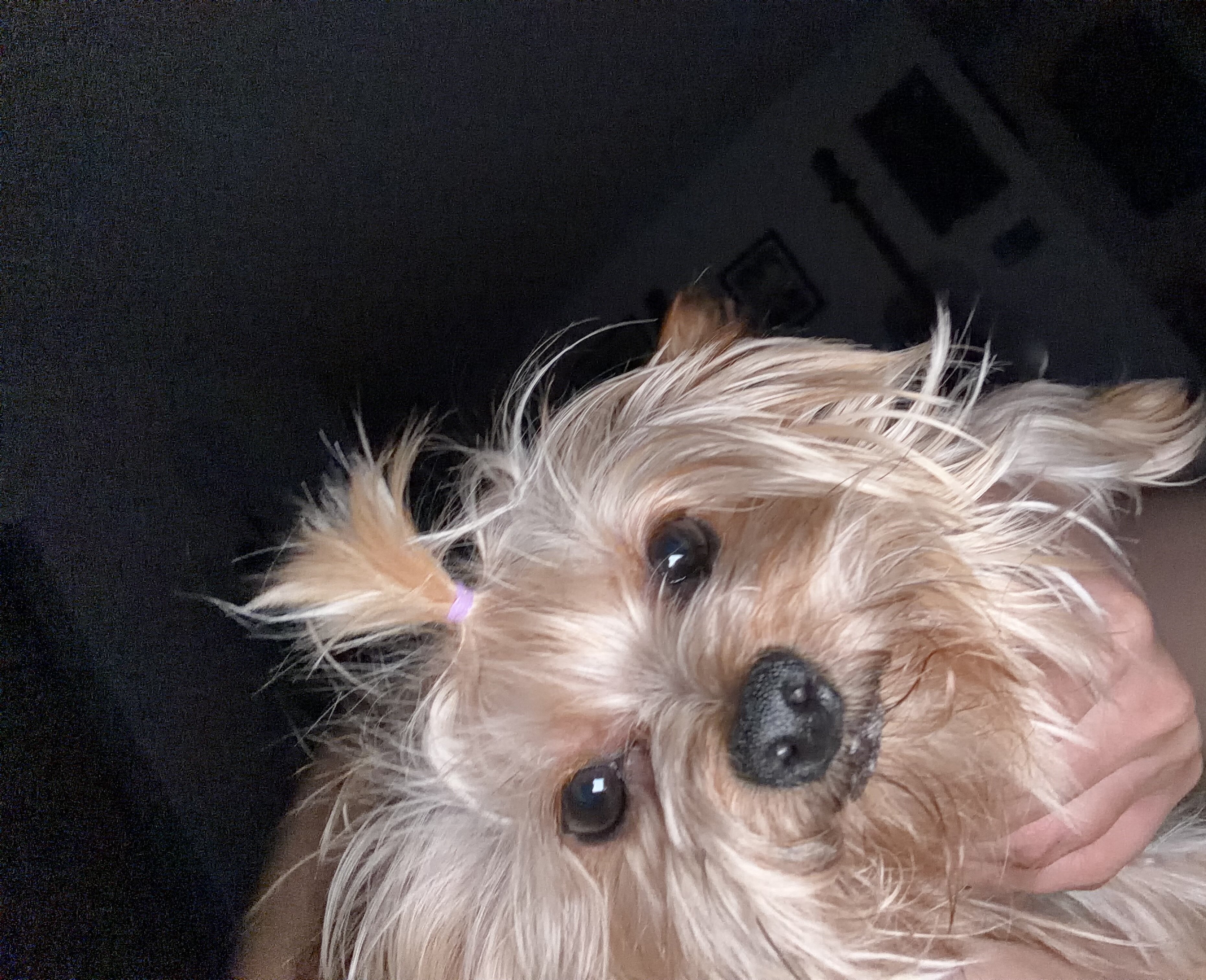Teacup Yorkshire terrier image 1
