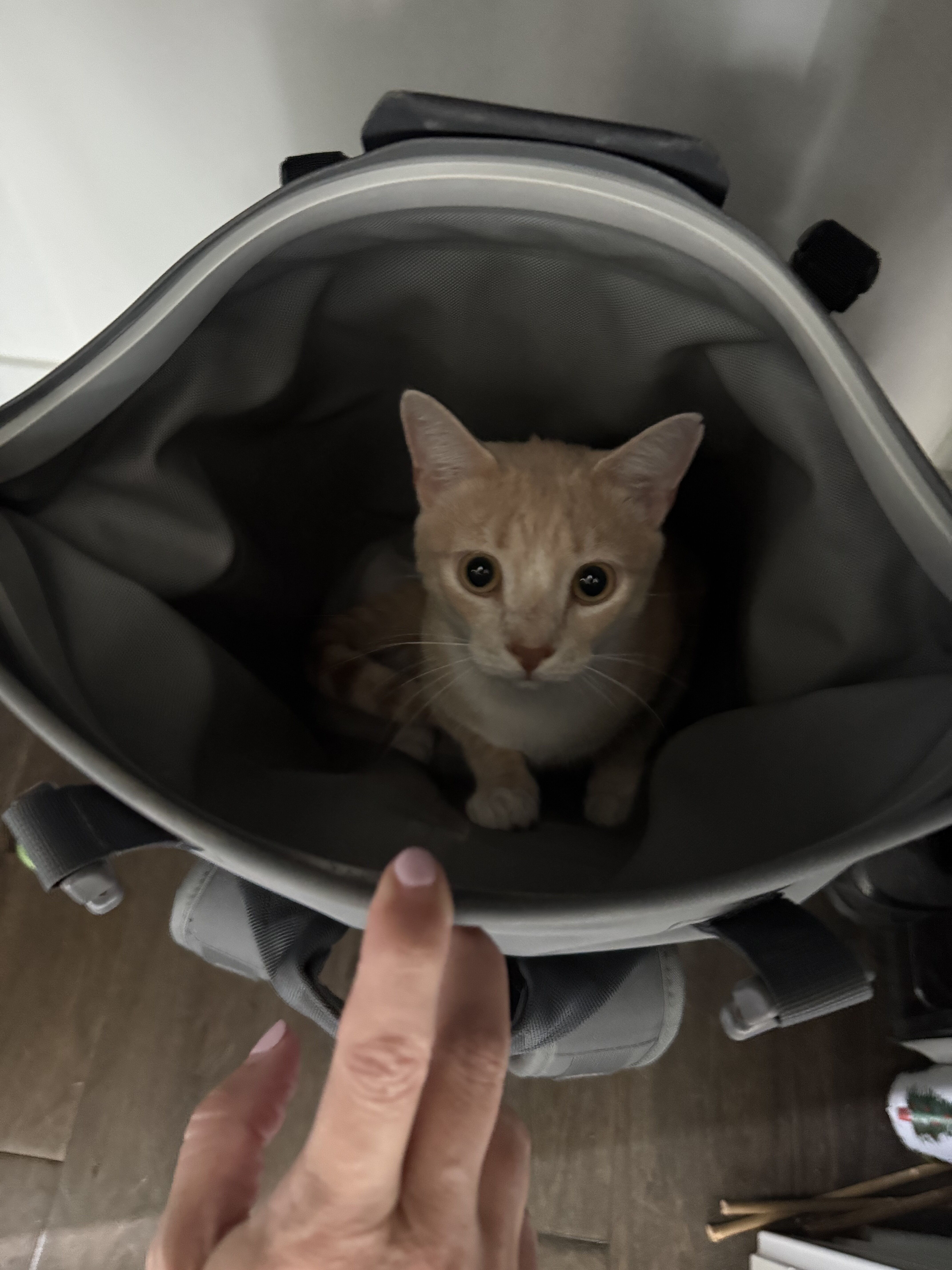 Best Cat Ever - 2 y/o Orange Cat image 5
