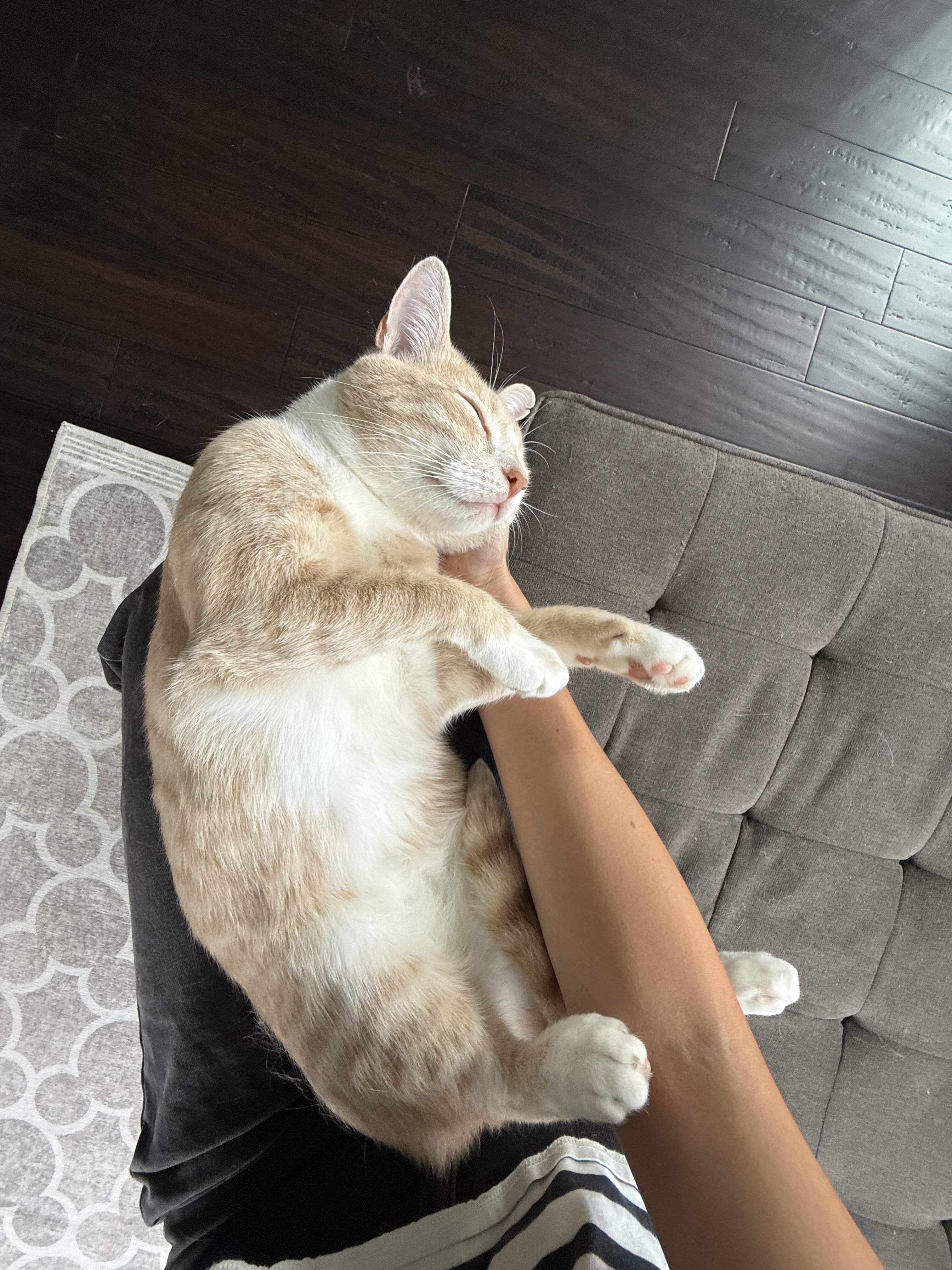 Best Cat Ever - 2 y/o Orange Cat image 1