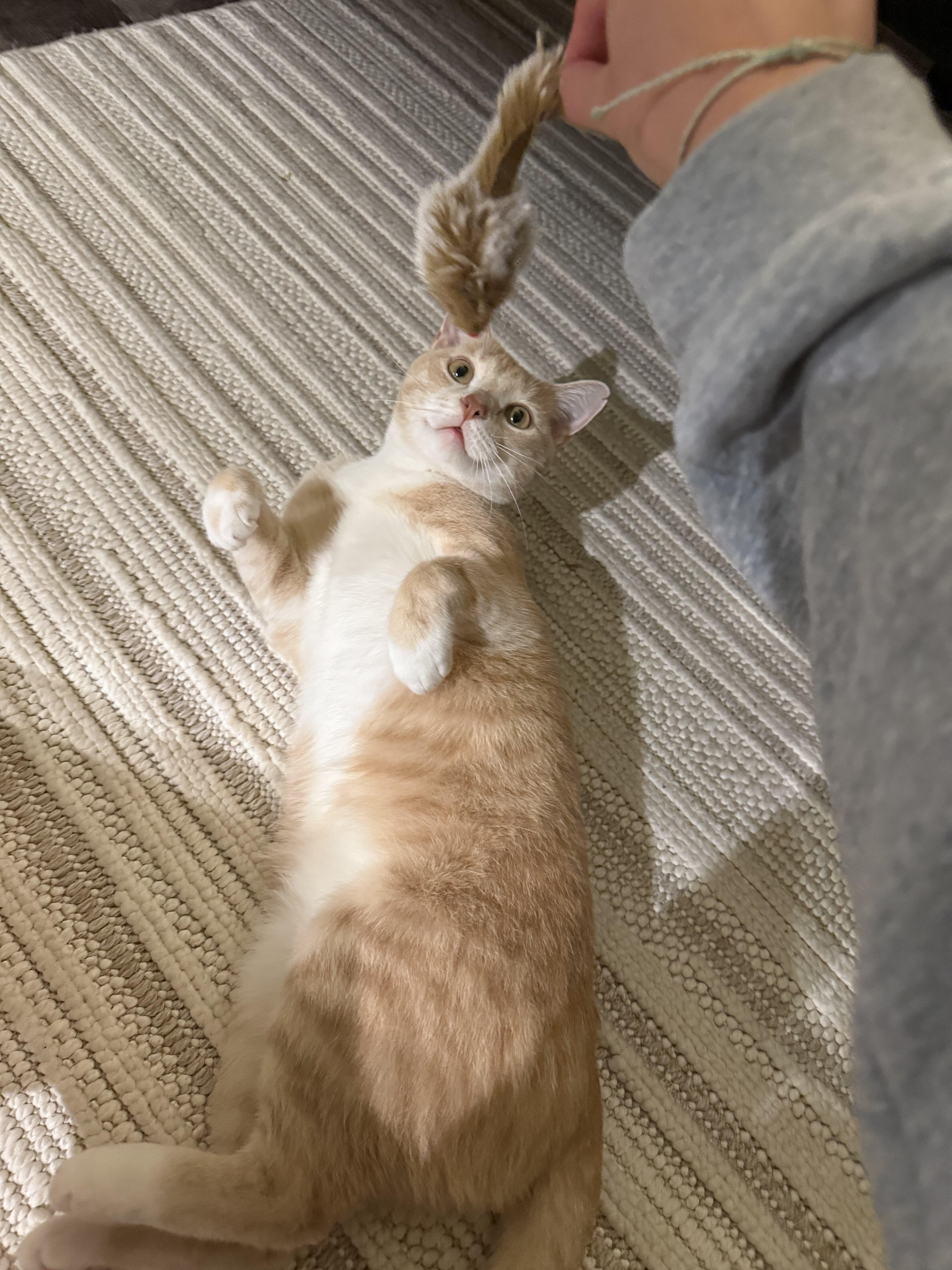 Best Cat Ever - 2 y/o Orange Cat image 3