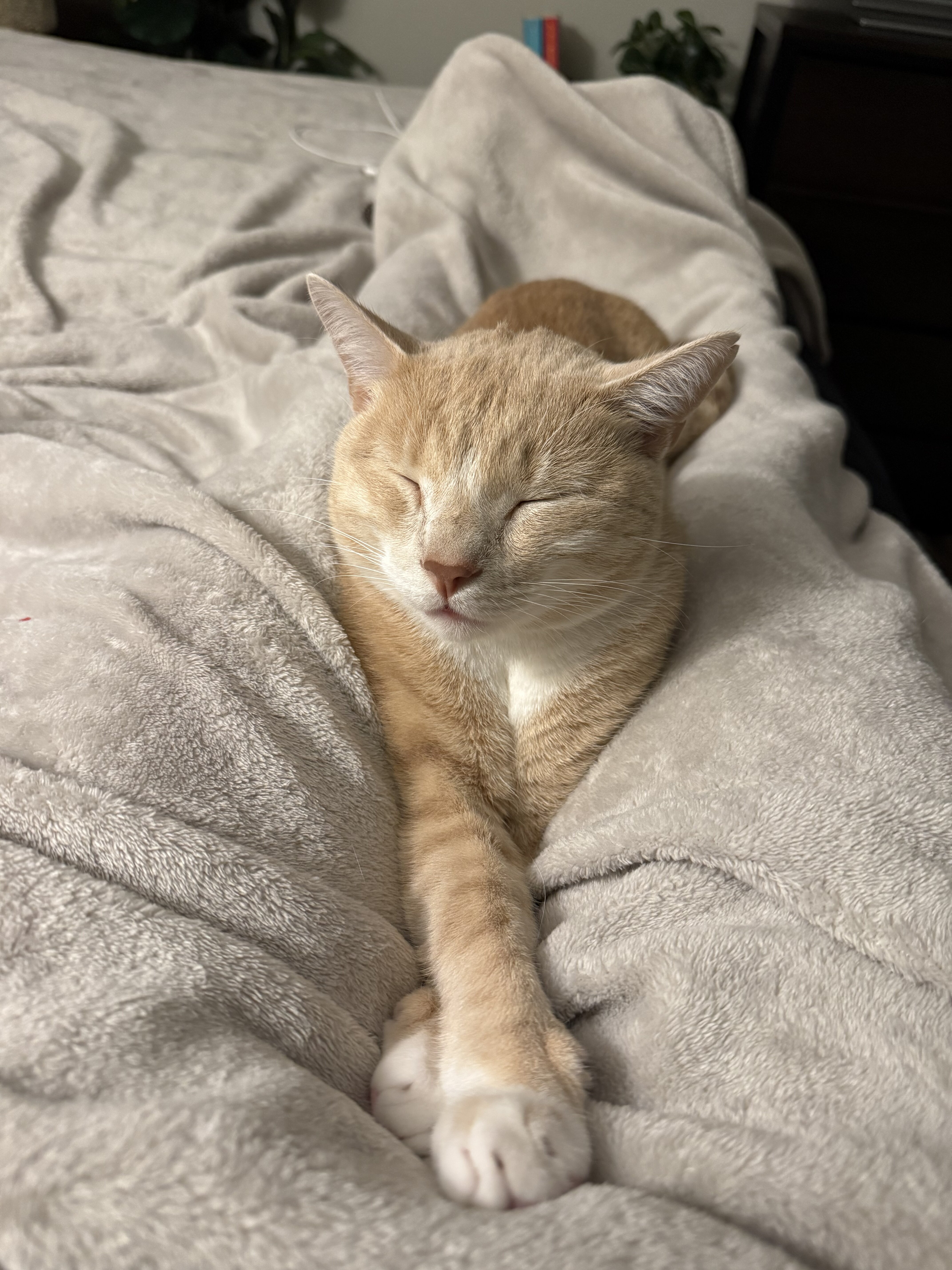 Best Cat Ever - 2 y/o Orange Cat image 4