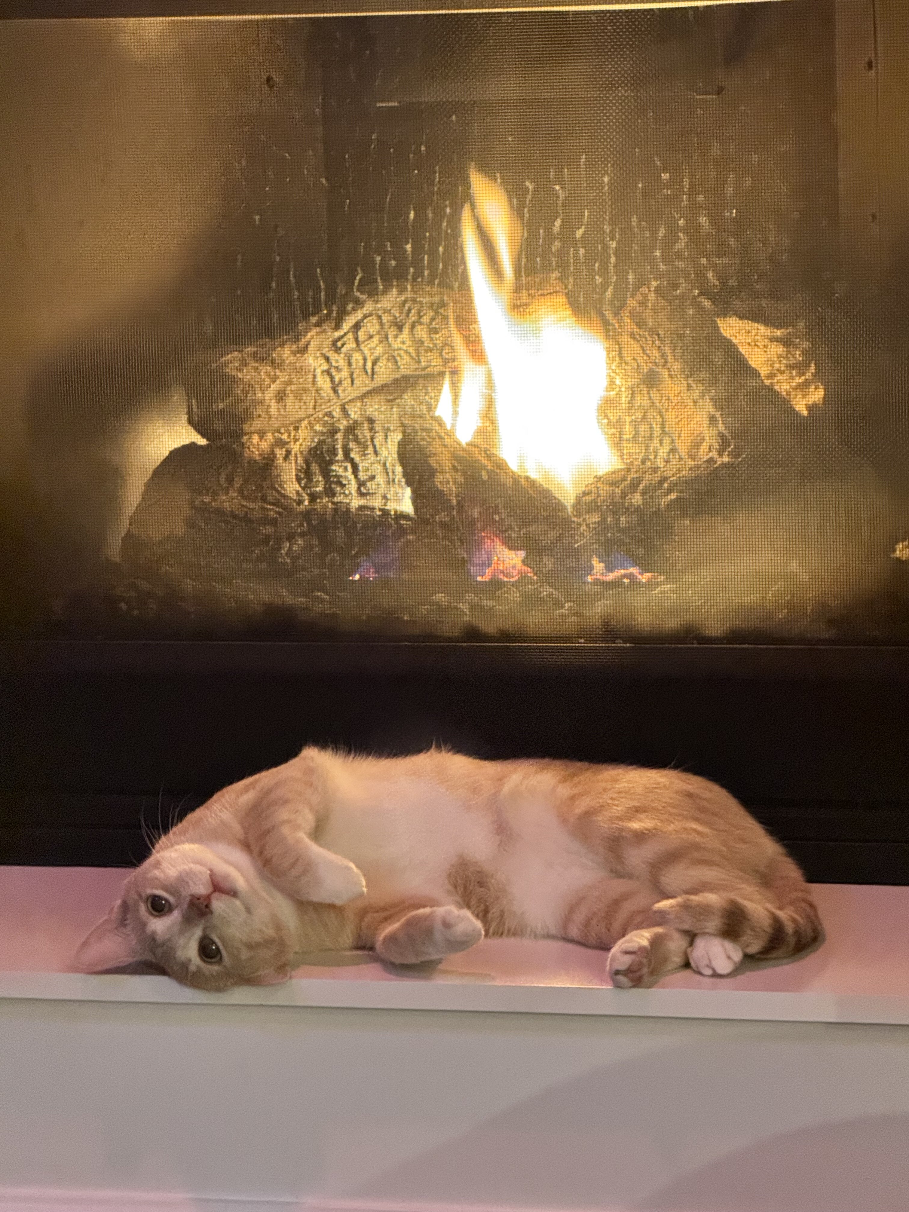 Best Cat Ever - 2 y/o Orange Cat image 2