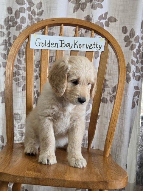 Golden Doodle image 1