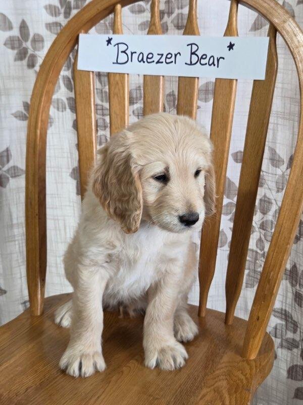 Golden Doodle image 2