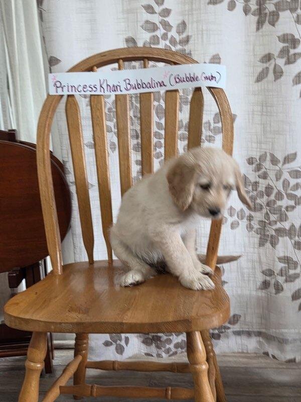 Golden Doodle image 5