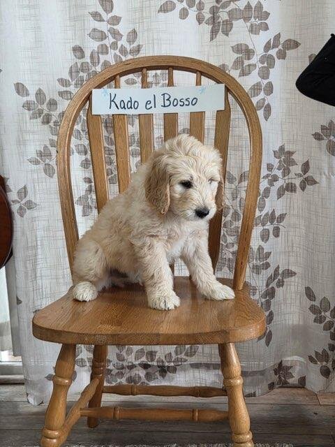 Golden Doodle image 3