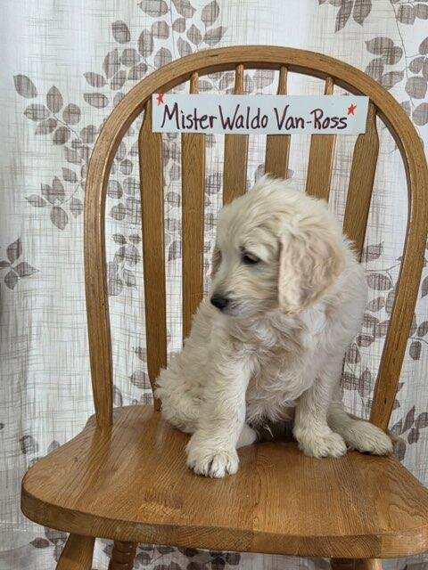Golden Doodle image 4