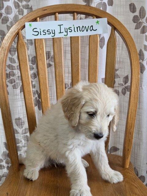 Golden Doodle image 7