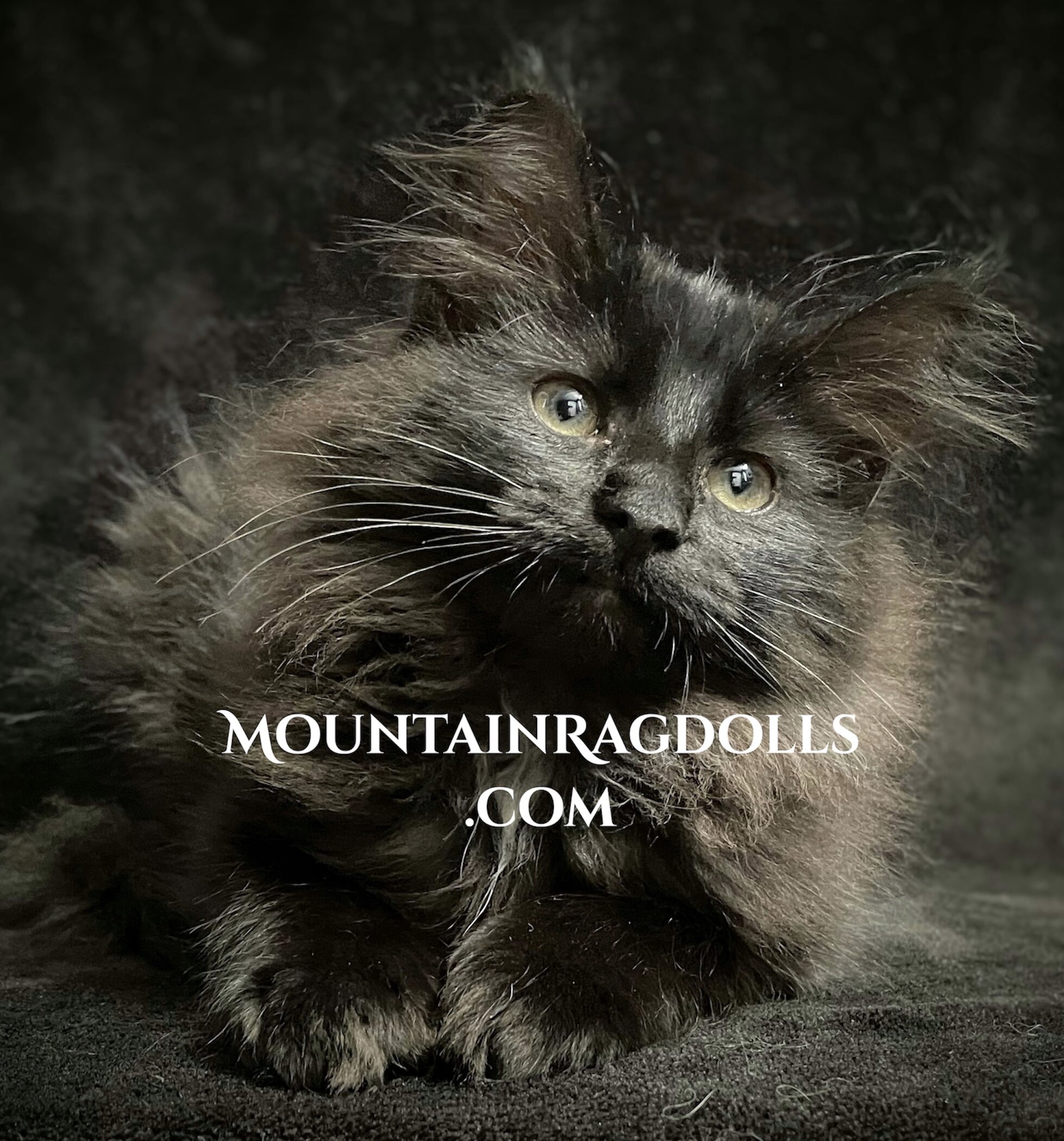 Black Mountain Ragdolls image 1